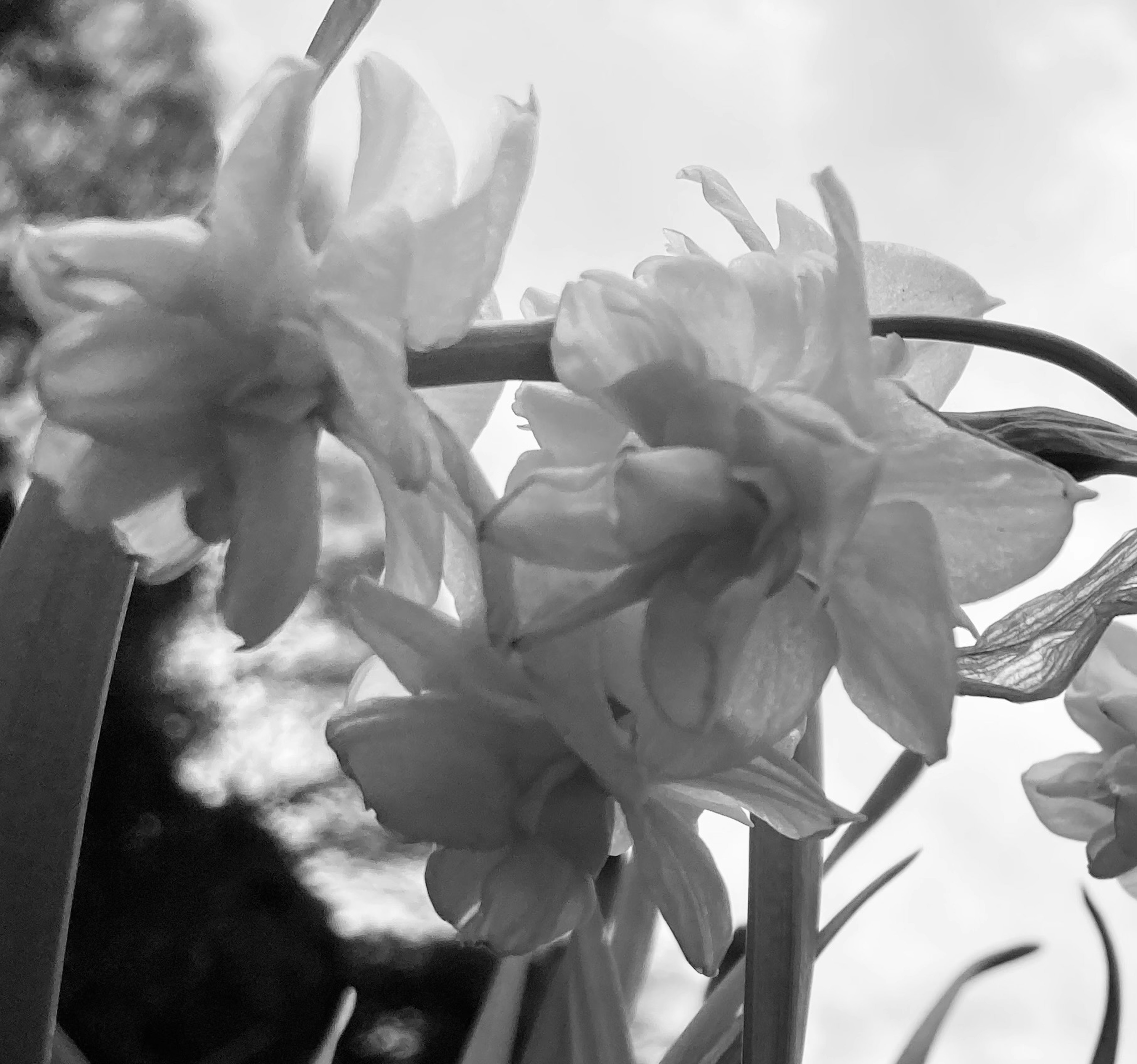 Close-up photo of white flowers in black and white