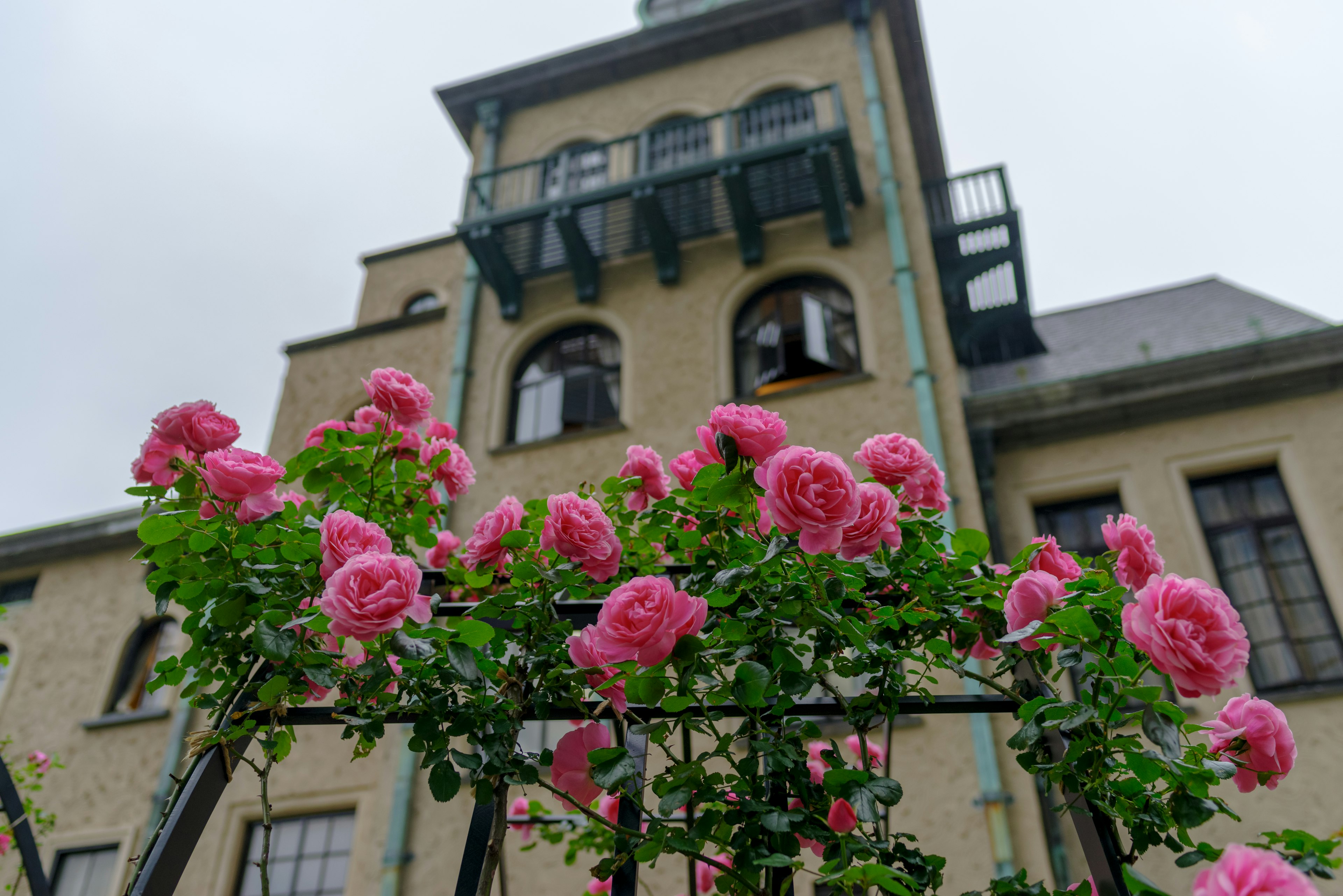 Roses roses devant un bâtiment historique