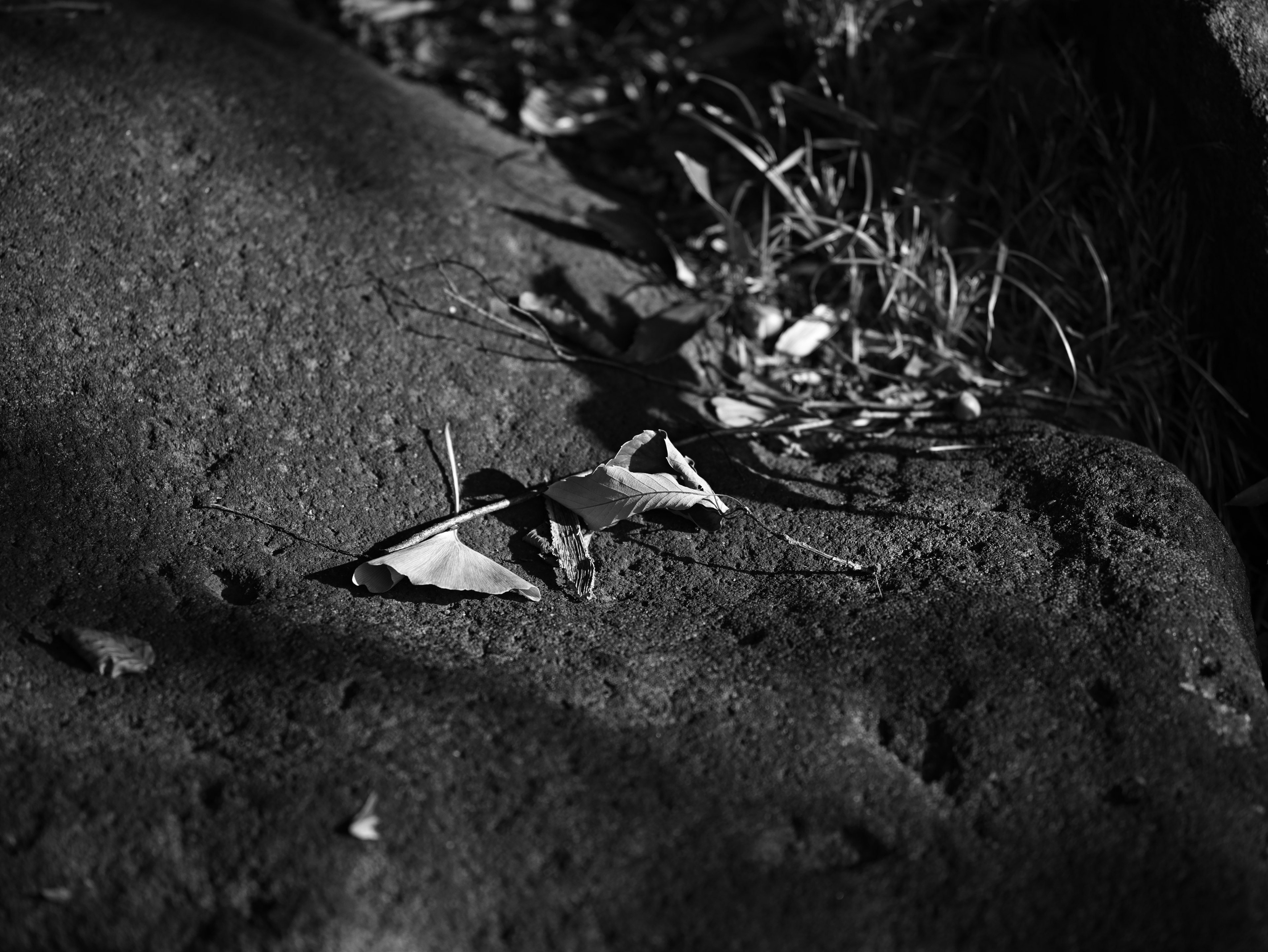 Black and white image of leaves and grass on a rock surface