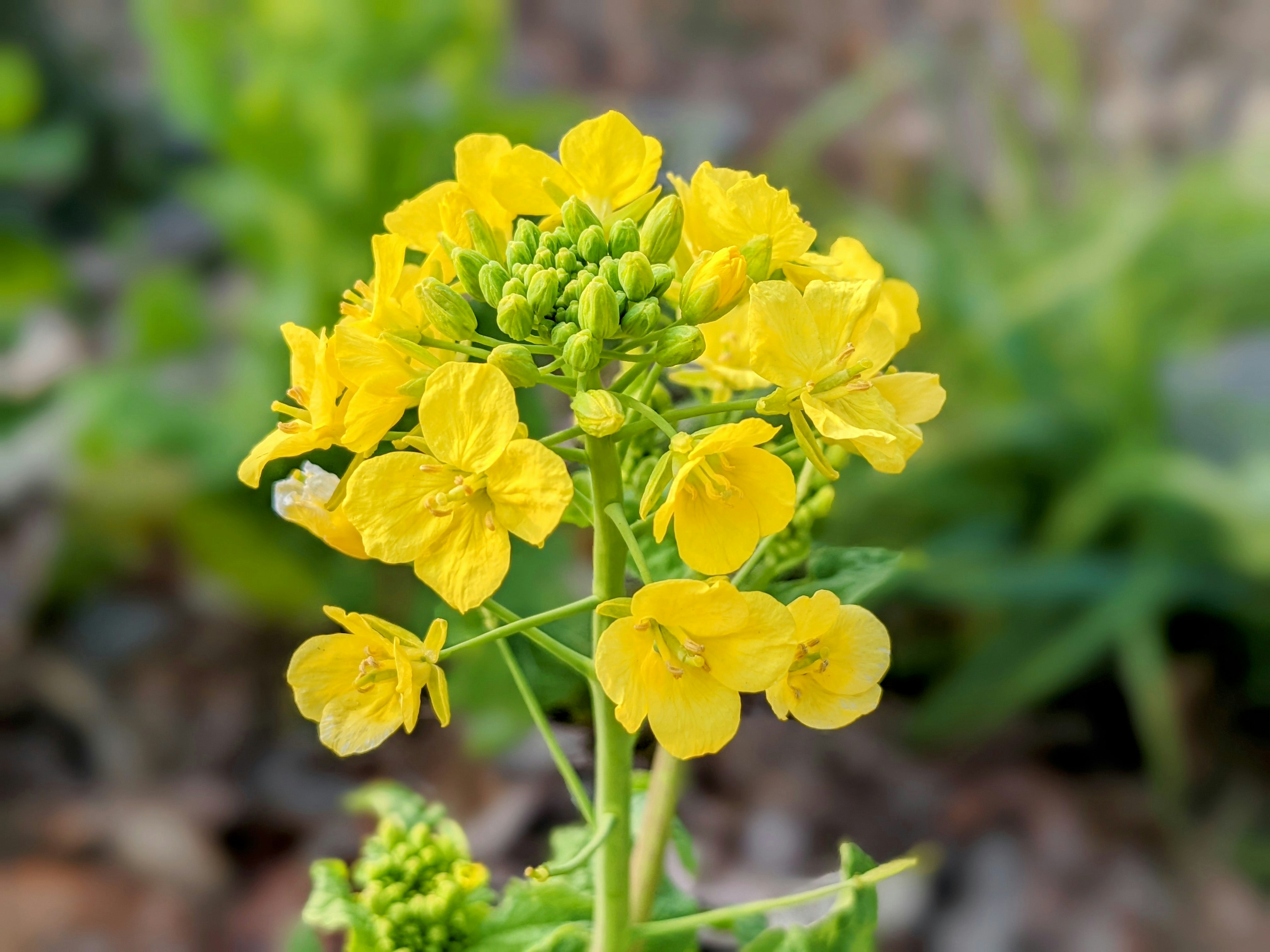 Massa di fiori gialli vivaci in un ambiente naturale