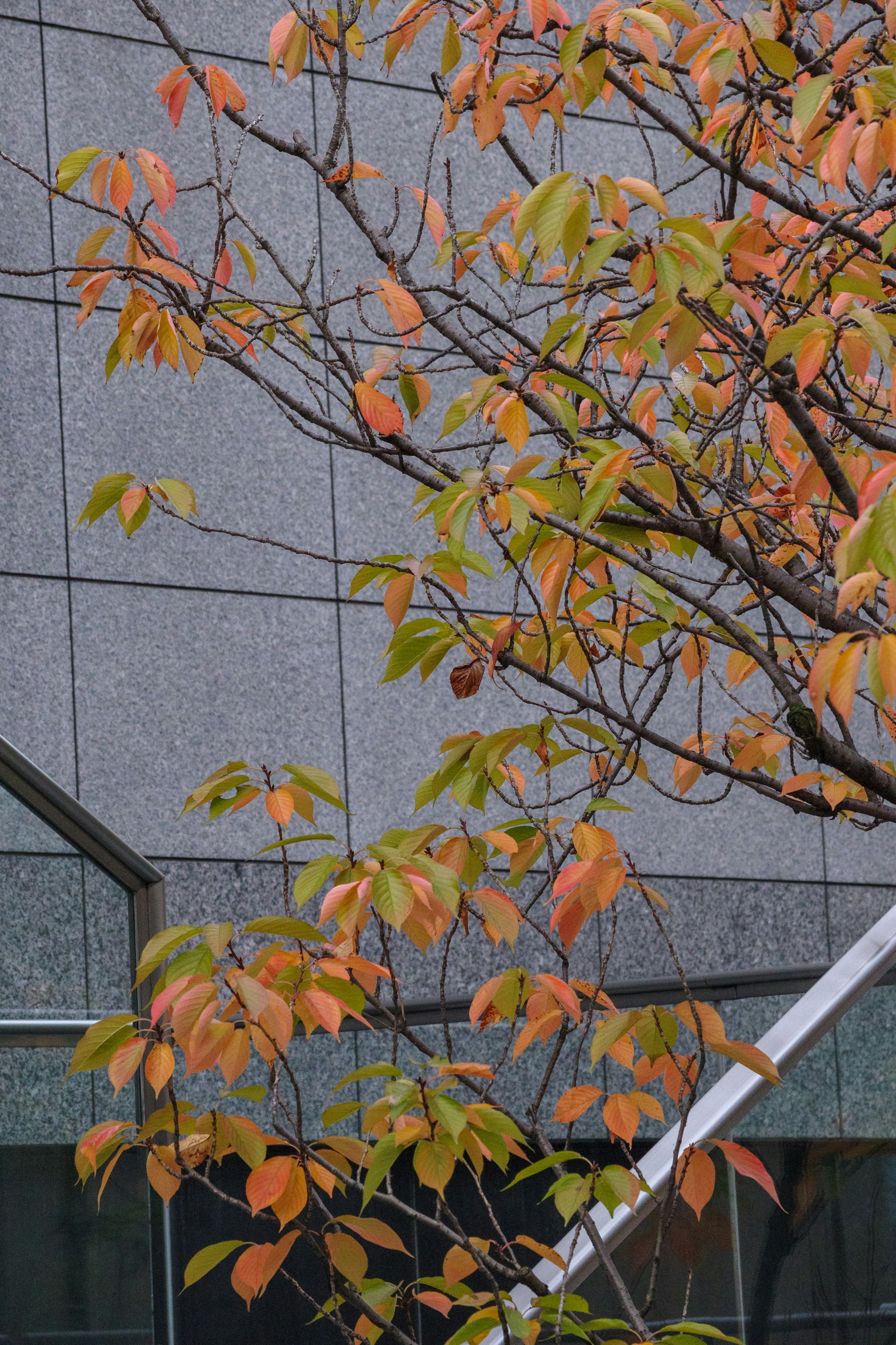 Árbol con hojas de colores otoñales frente a una fachada de edificio moderno