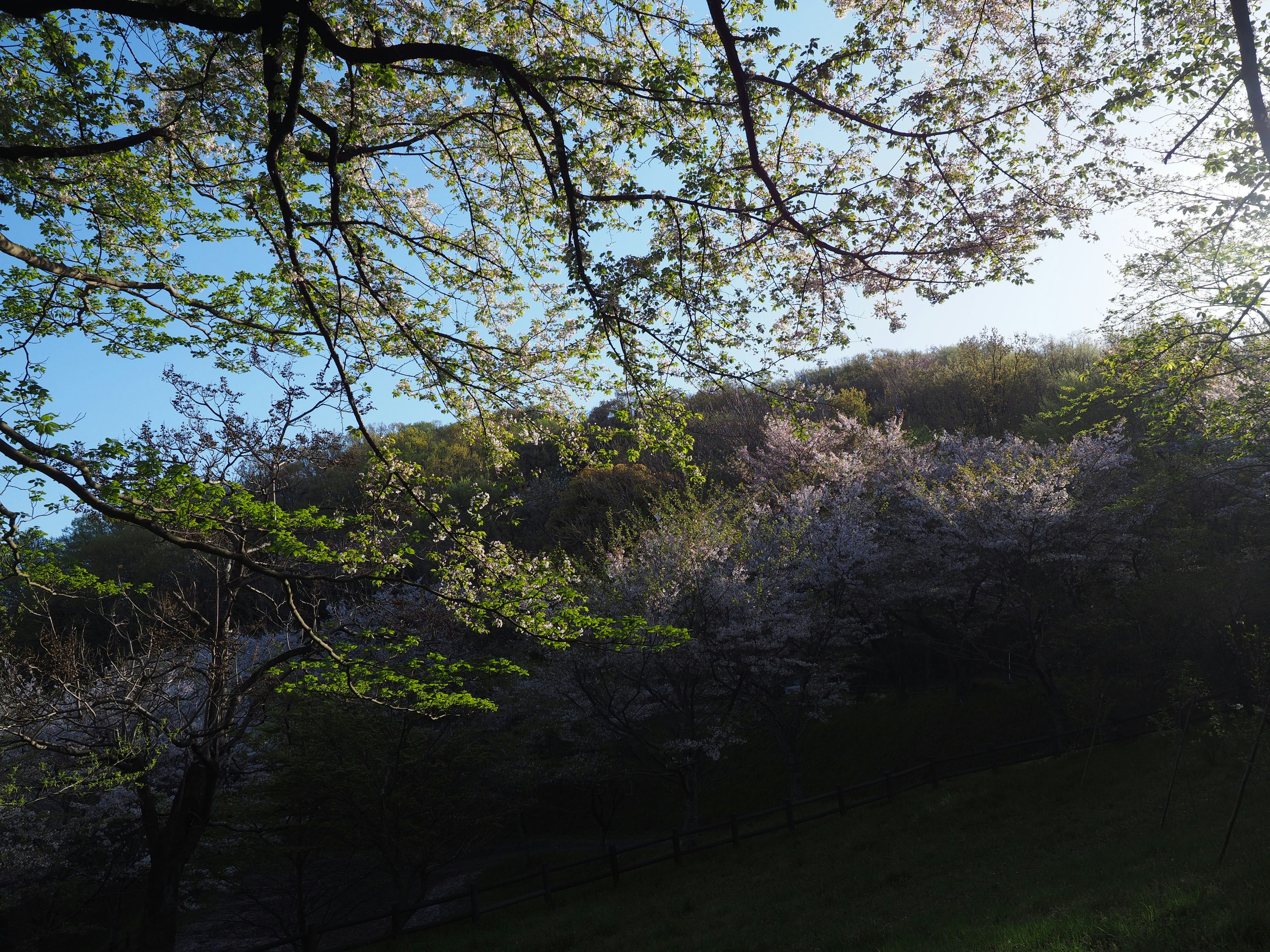 Árboles de cerezo en flor bajo un cielo azul con césped verde