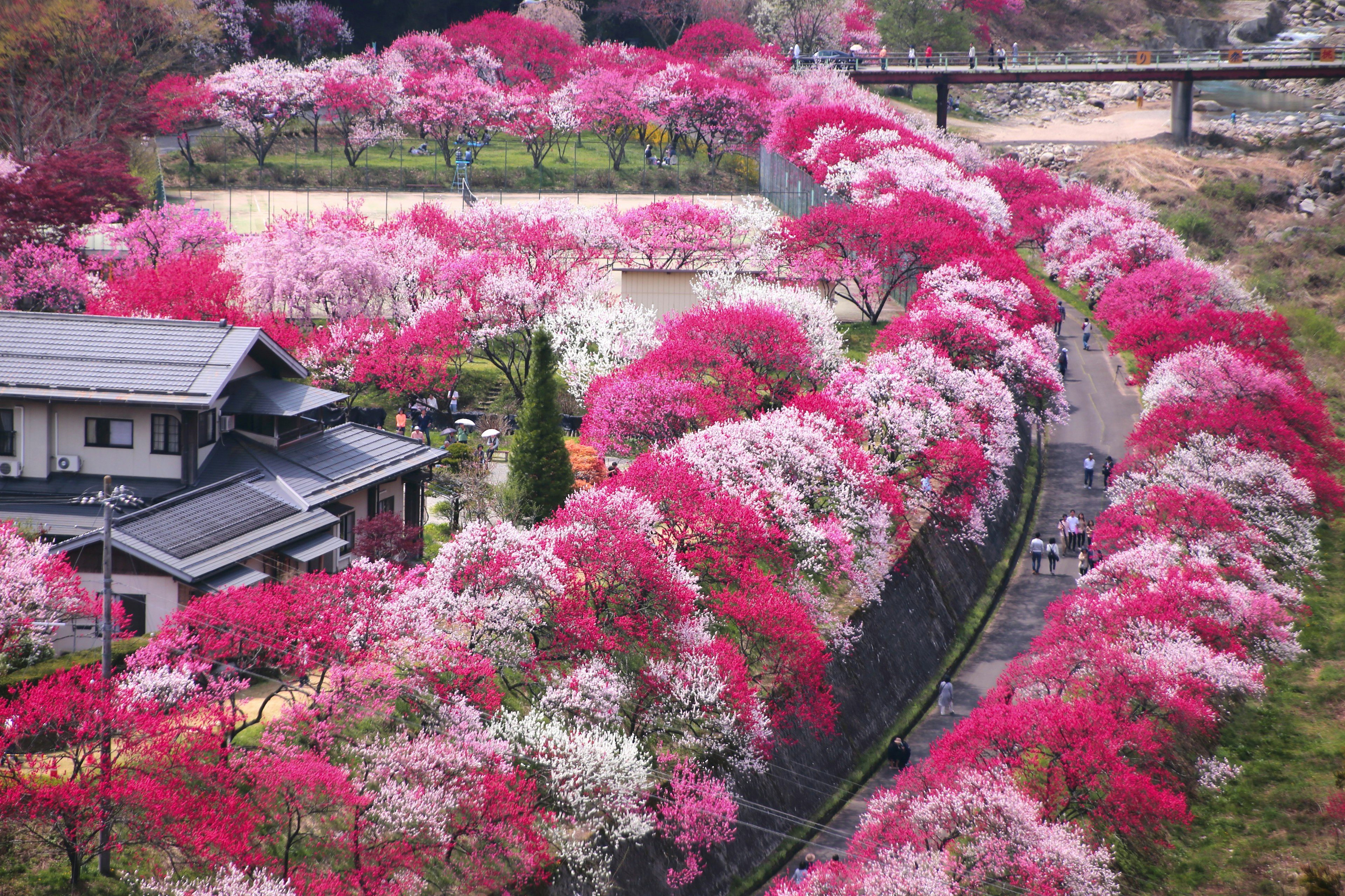 Scenic view of a Japanese house surrounded by vibrant pink and white flowering trees