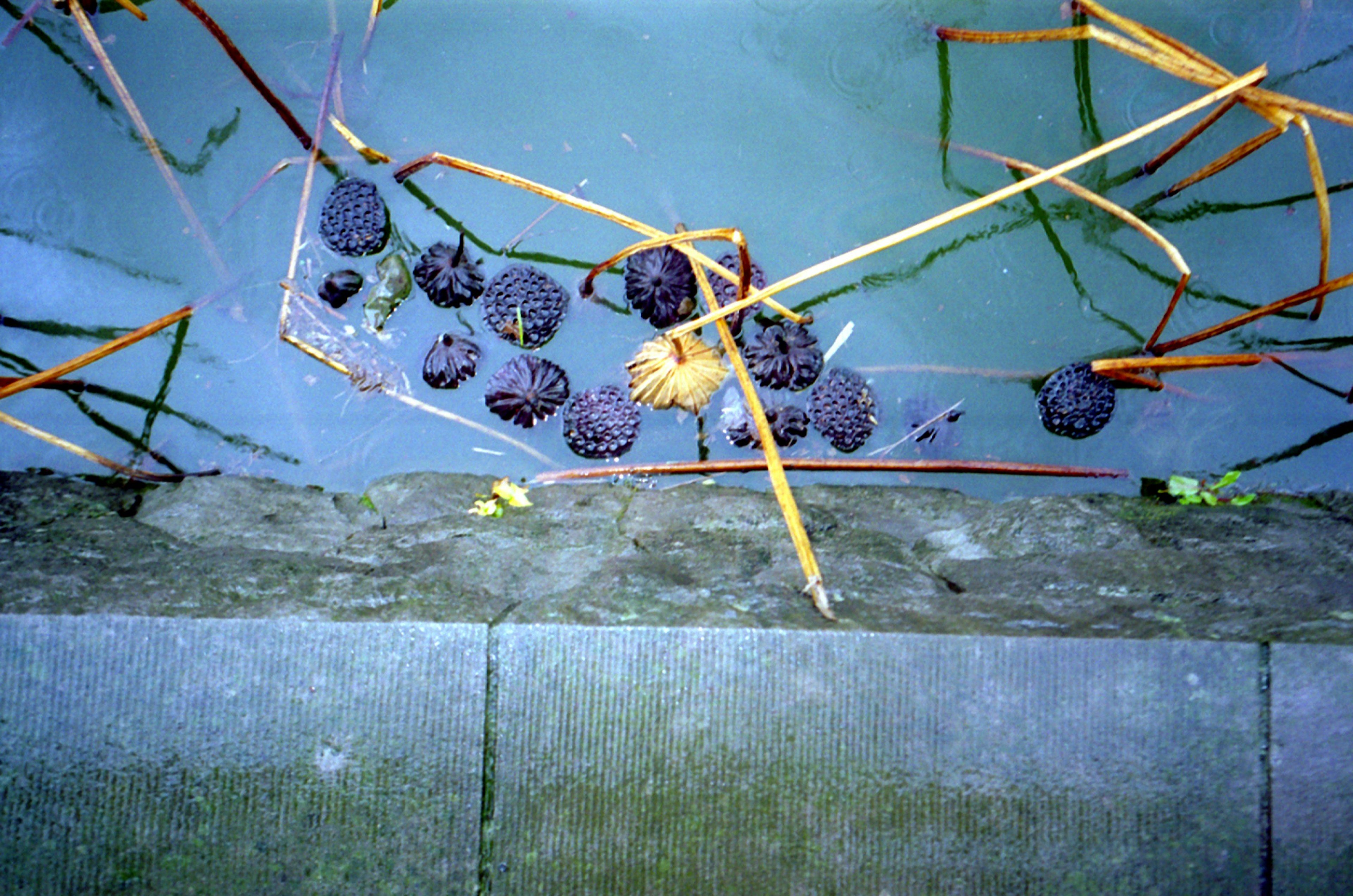 Lotusfrüchte und getrocknete Stängel, die auf der Wasseroberfläche schwimmen