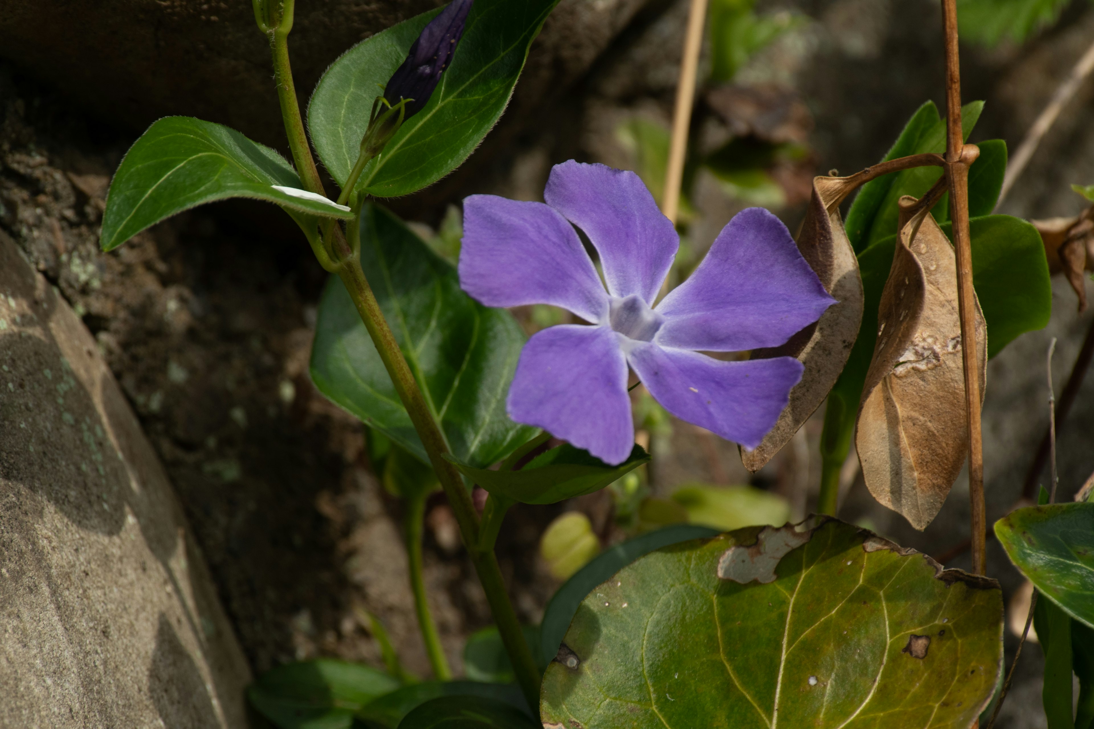 Primo piano di un fiore viola con foglie verdi