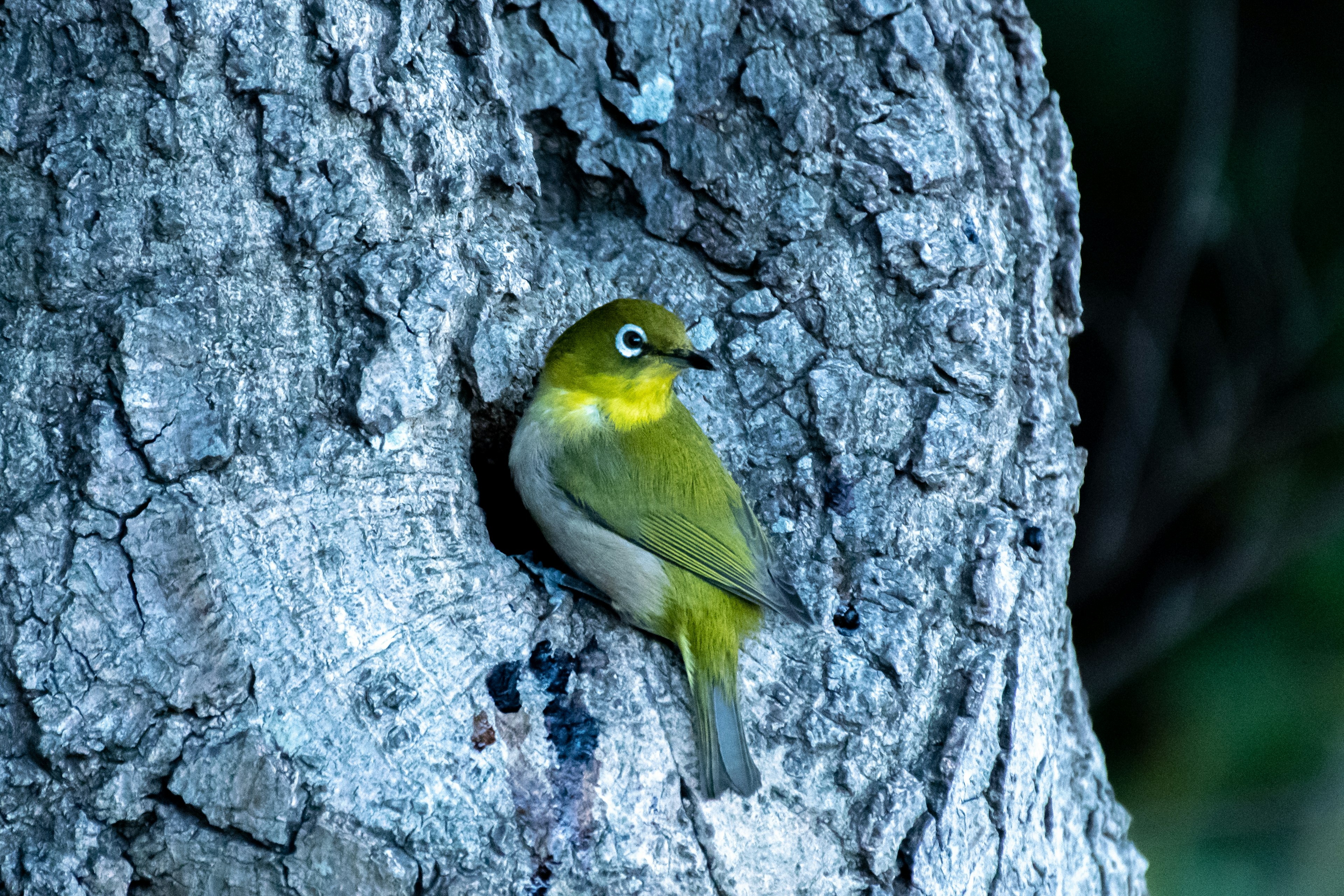 Pequeño pájaro verde posado en un tronco de árbol