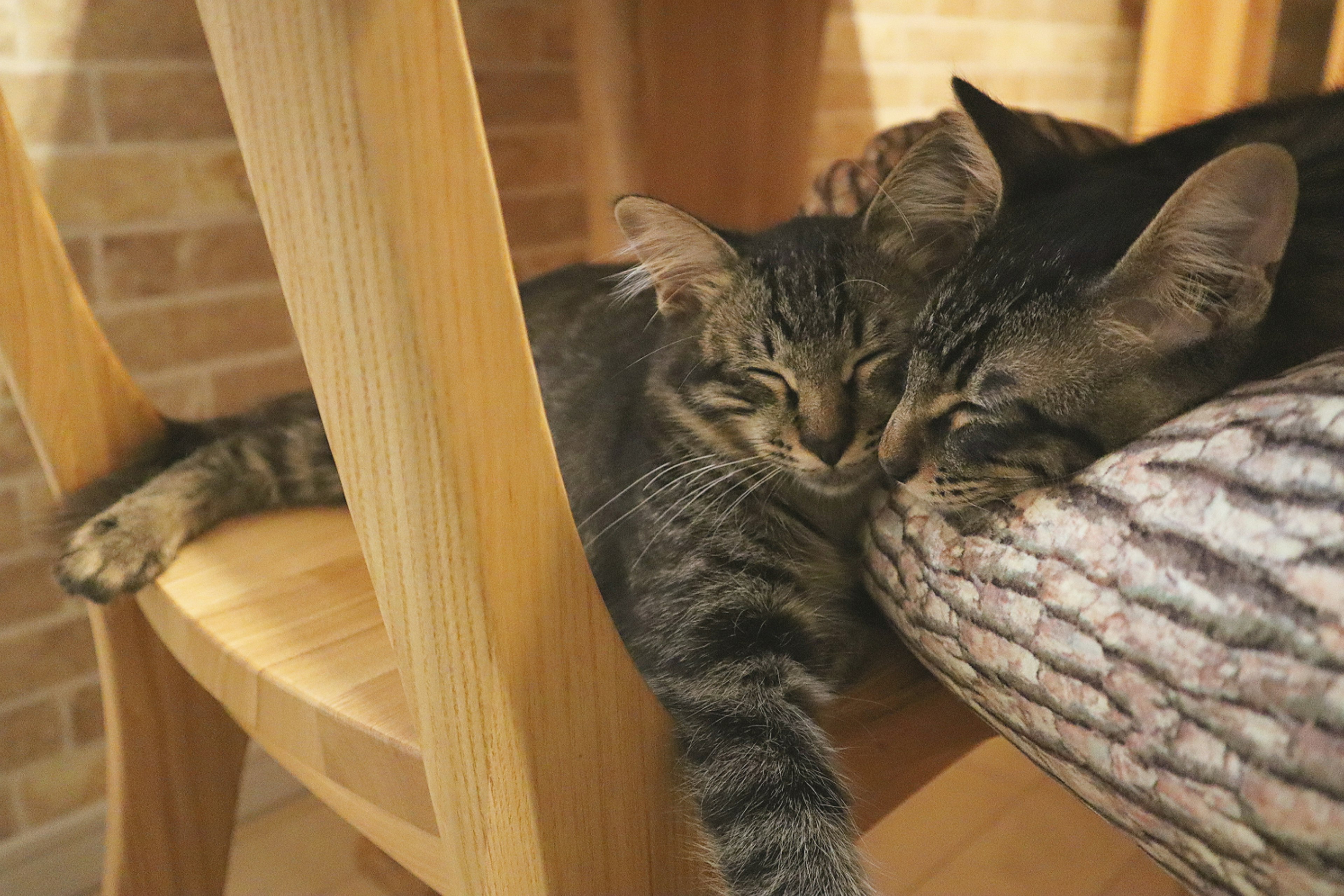 Two cats sleeping together under a chair