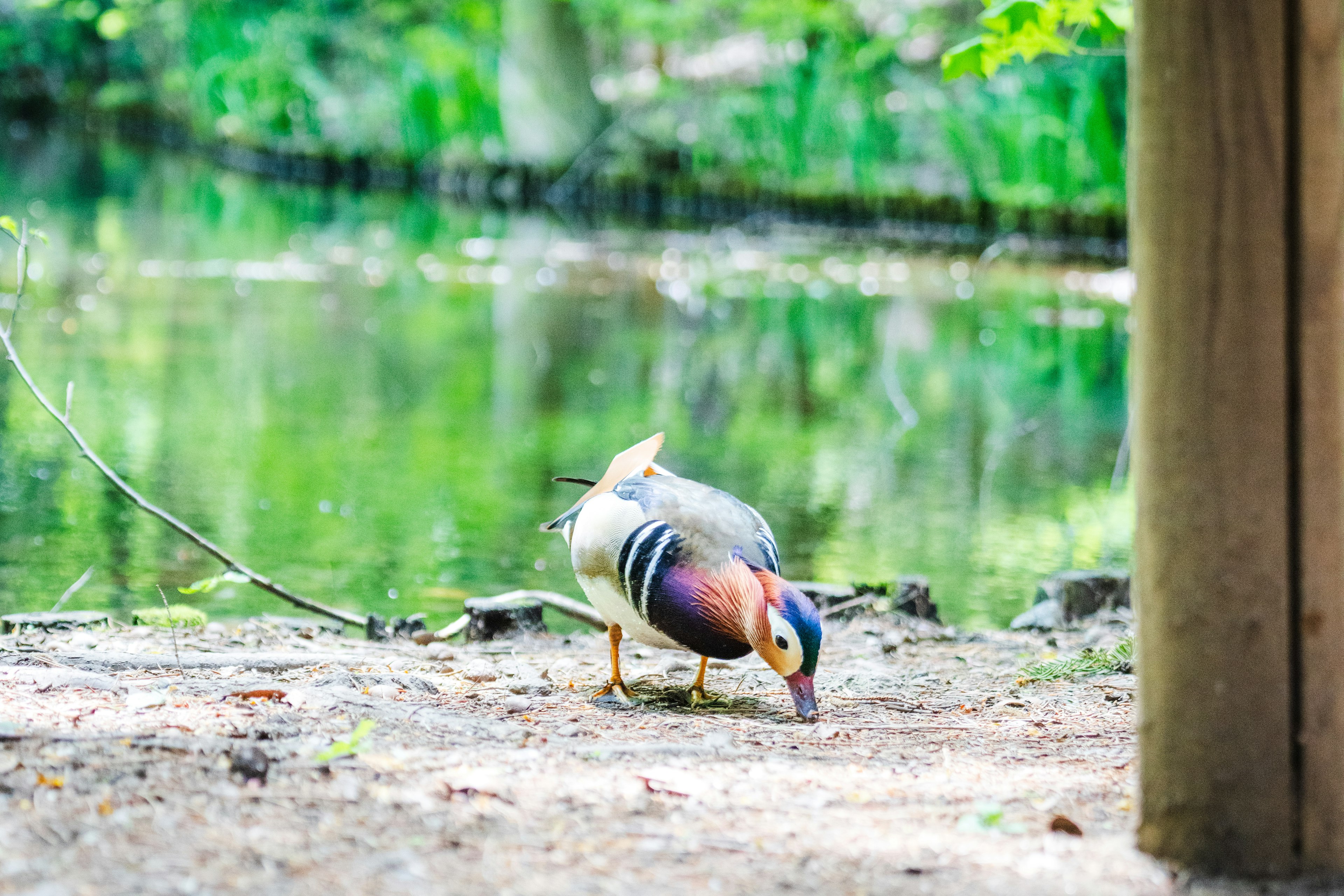 Pato mandarín macho buscando comida junto al agua fondo verde