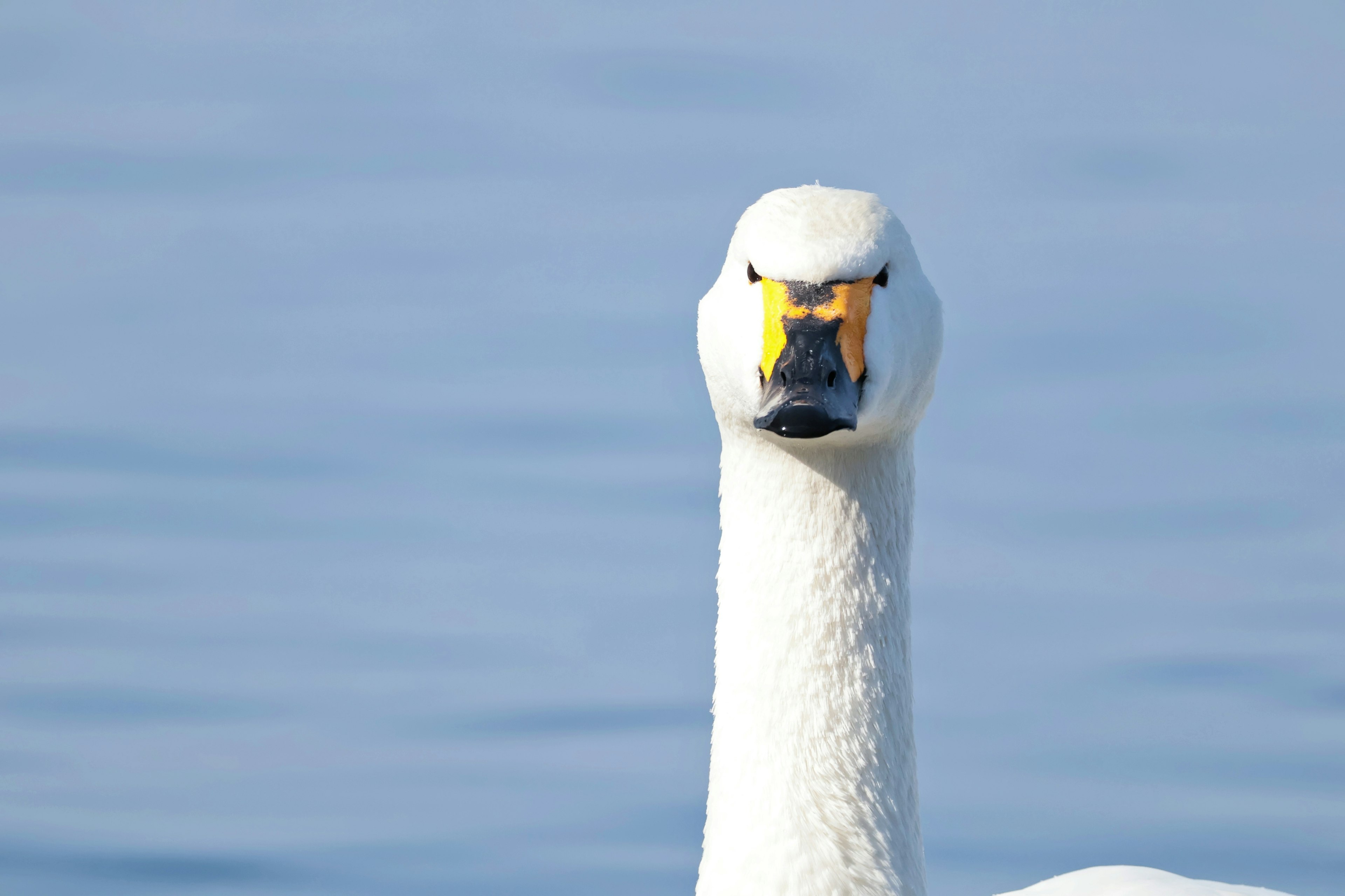 Nahaufnahme des Kopfes eines Schwans vor einem blauen Wasserhintergrund