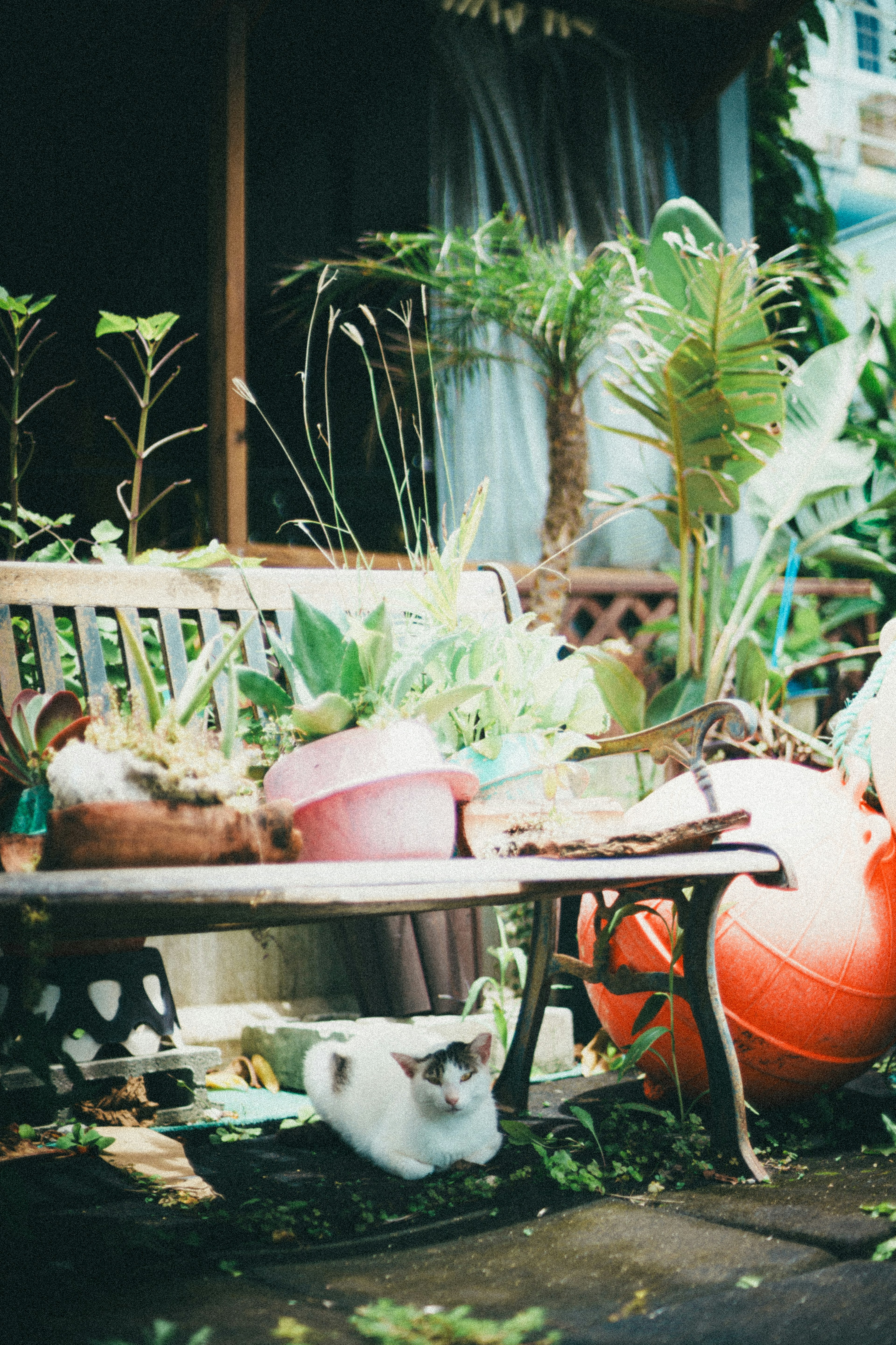 A garden scene with potted plants on a wooden bench and an orange ball