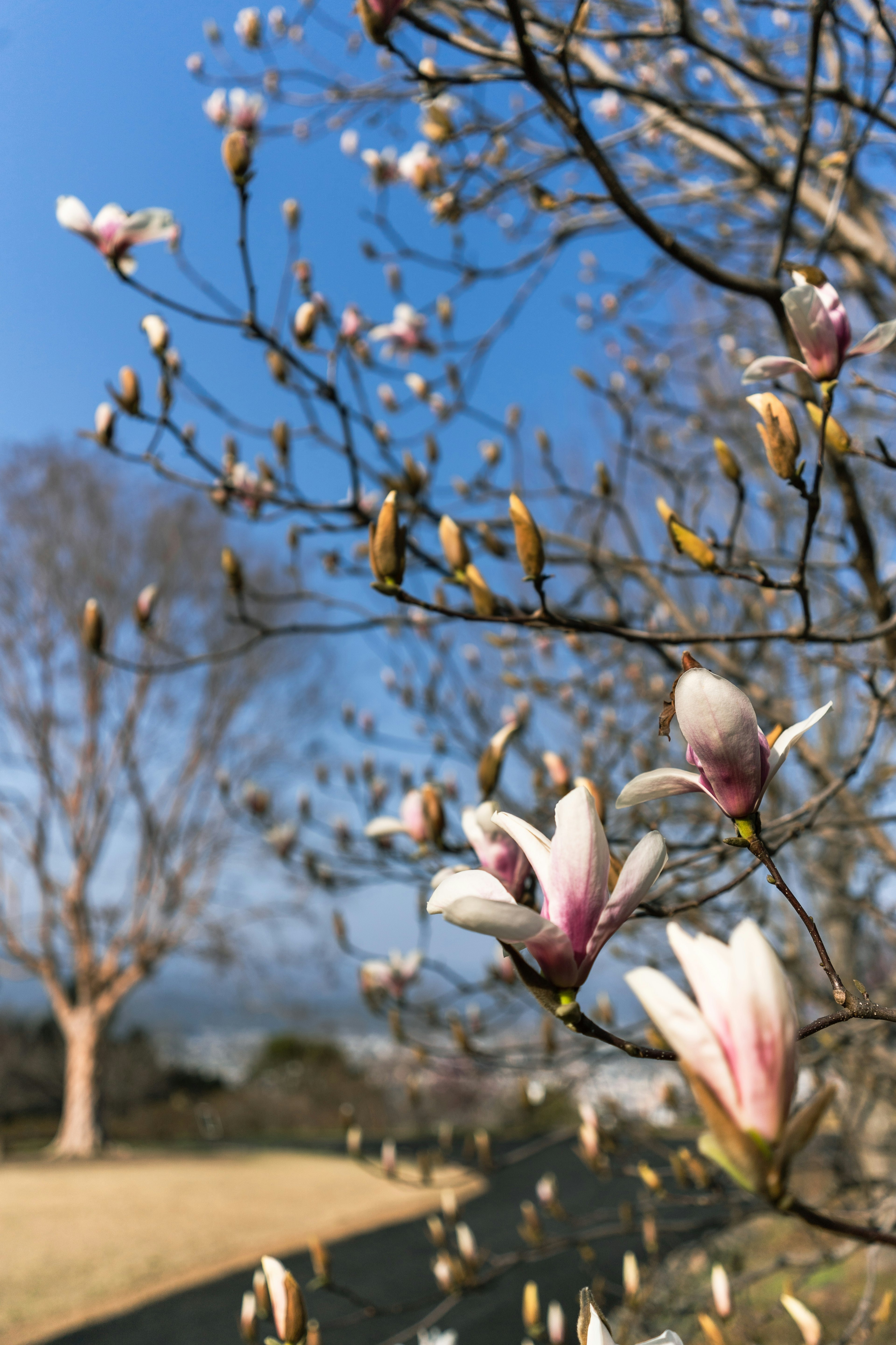 青空の下に咲くモクレンの花とつぼみのクローズアップ