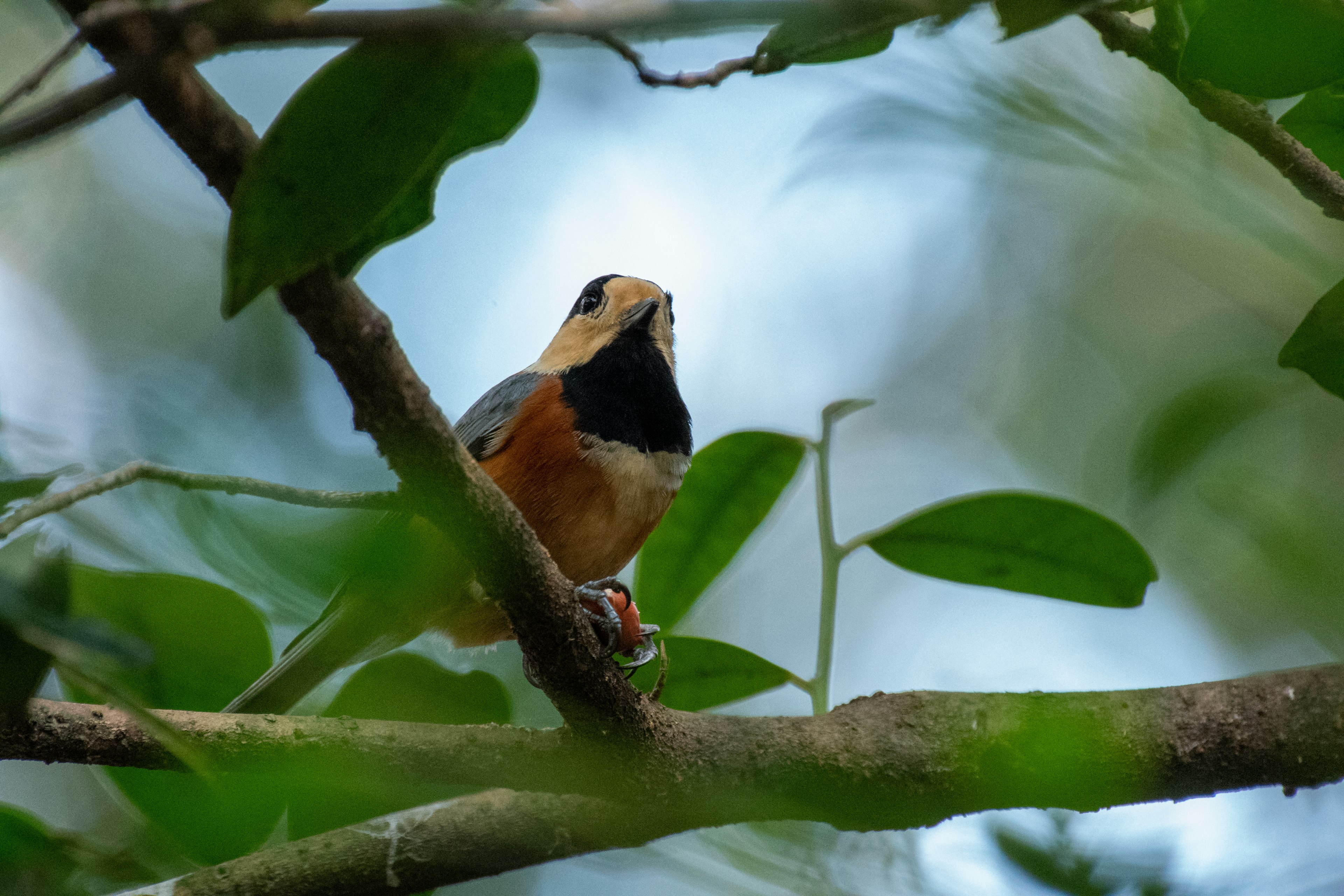 Seekor burung kecil bertengger di dahan dikelilingi daun hijau yang cerah