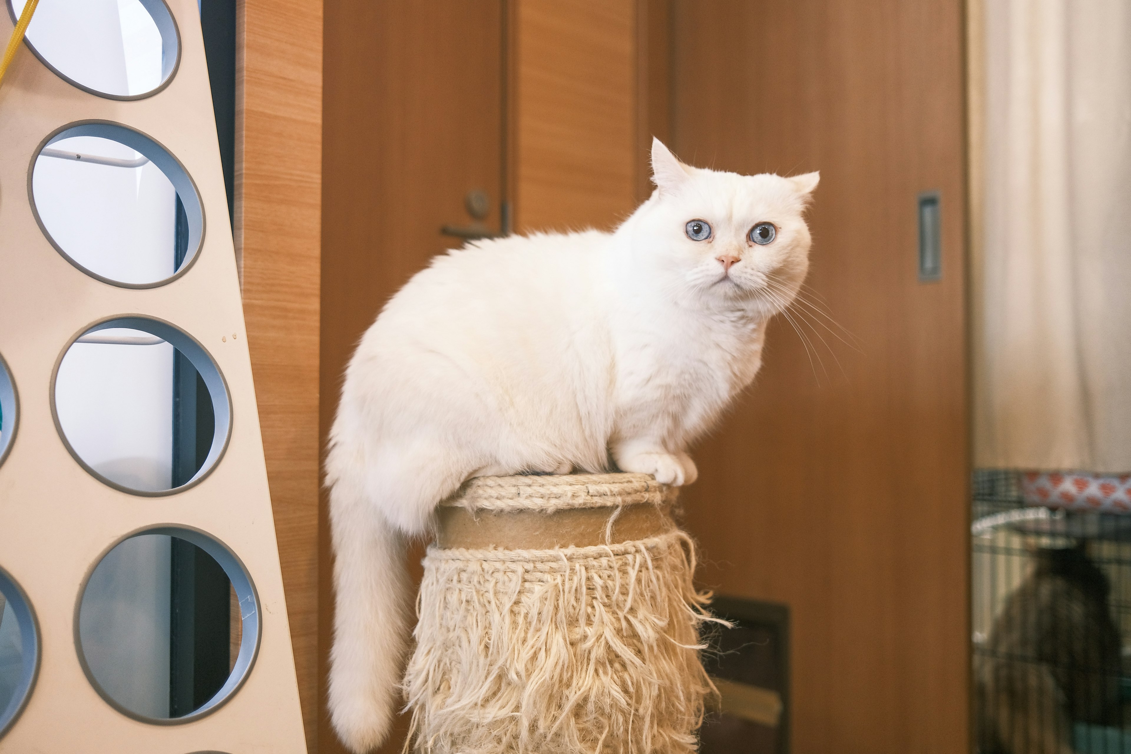 Un chat blanc assis sur un poteau en paille dans une pièce