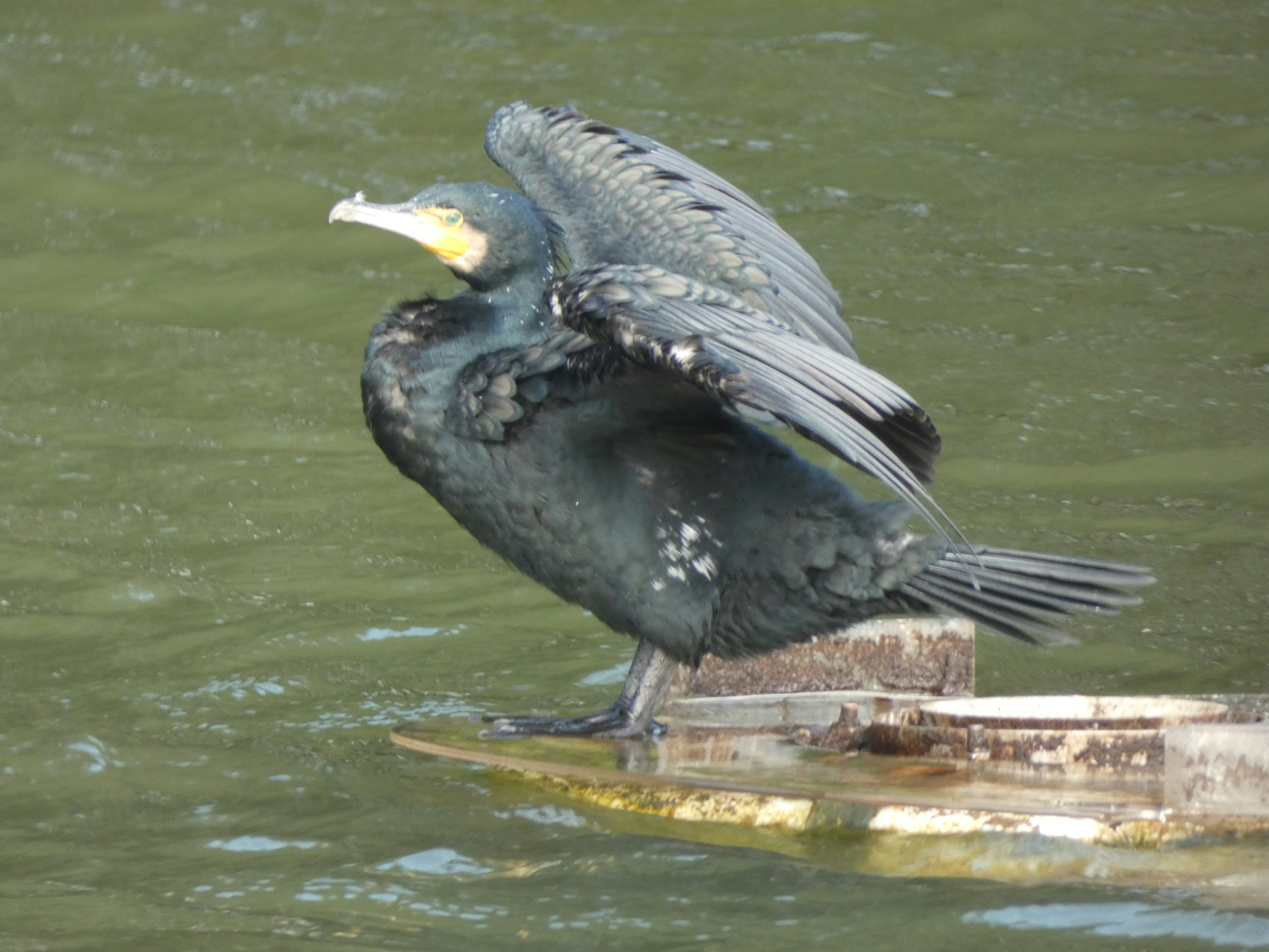 Un cormorano che apre le ali sulla superficie dell'acqua