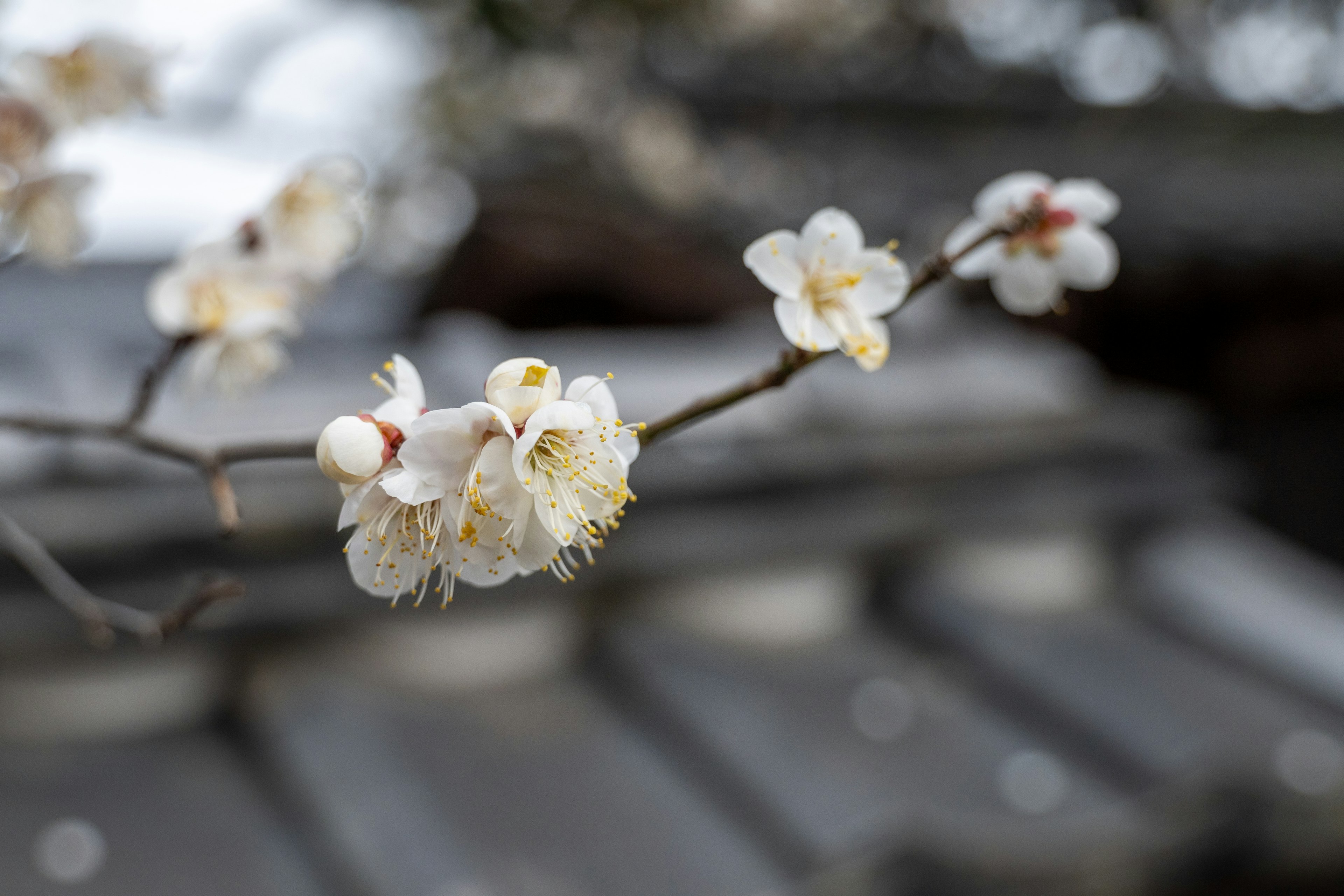 Ramo di un albero di prugne con fiori bianchi e un tetto tradizionale sullo sfondo