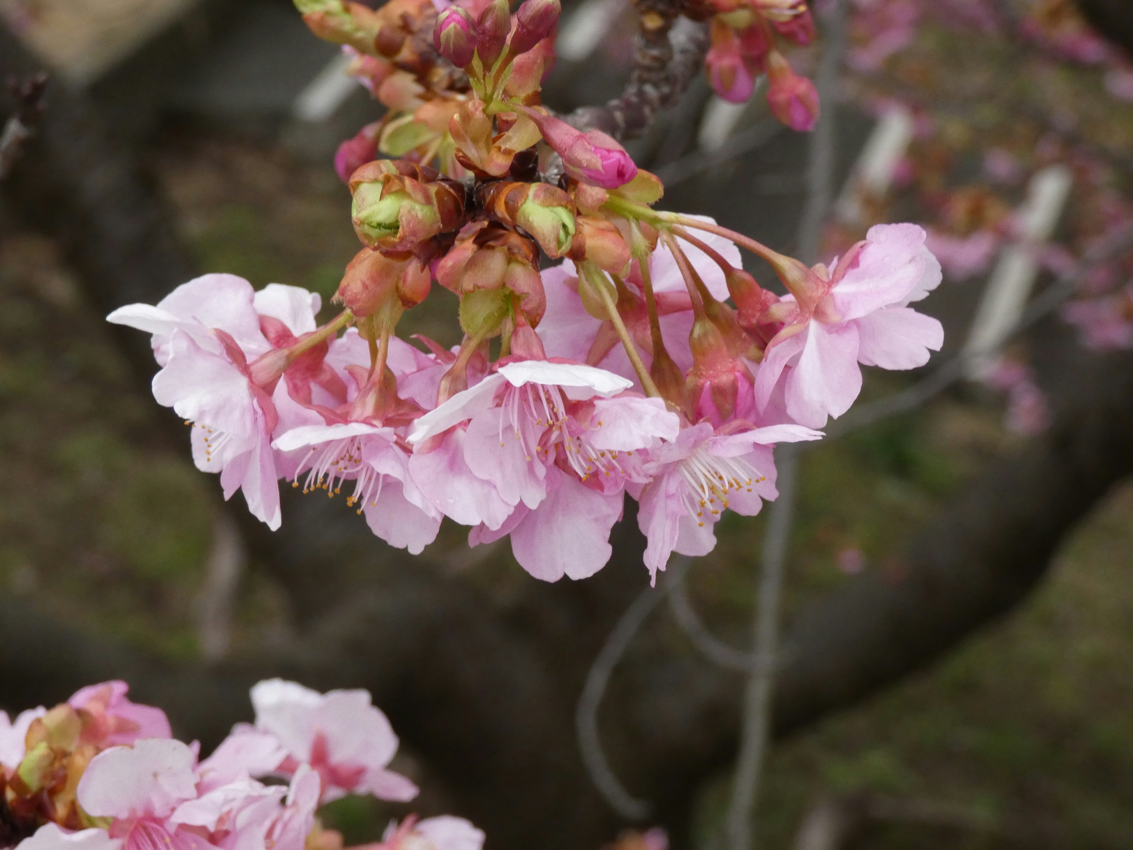 Flores de cerezo en flor con pétalos rosa pálido y yemas visibles