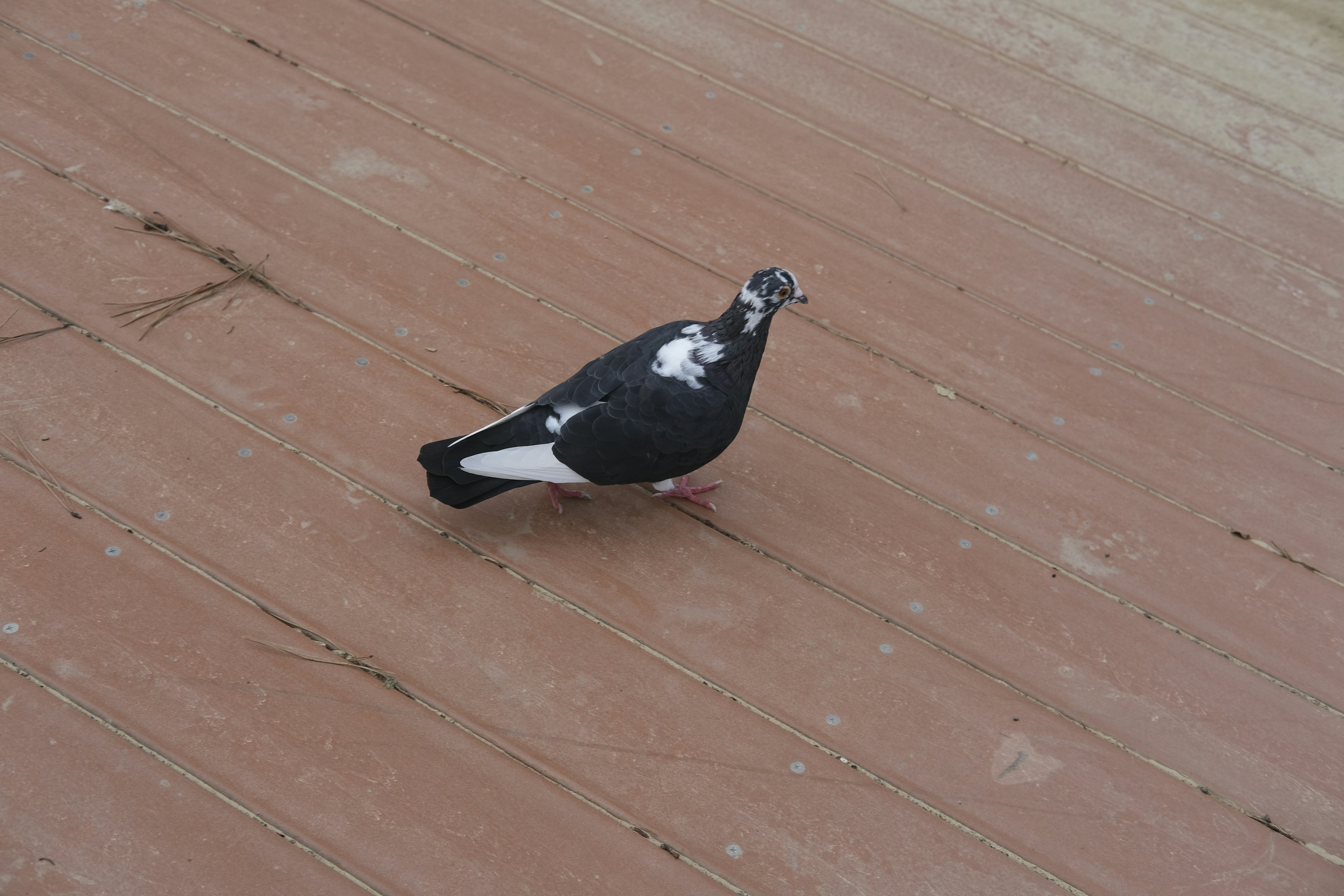 A black and white pigeon walking on a wooden floor