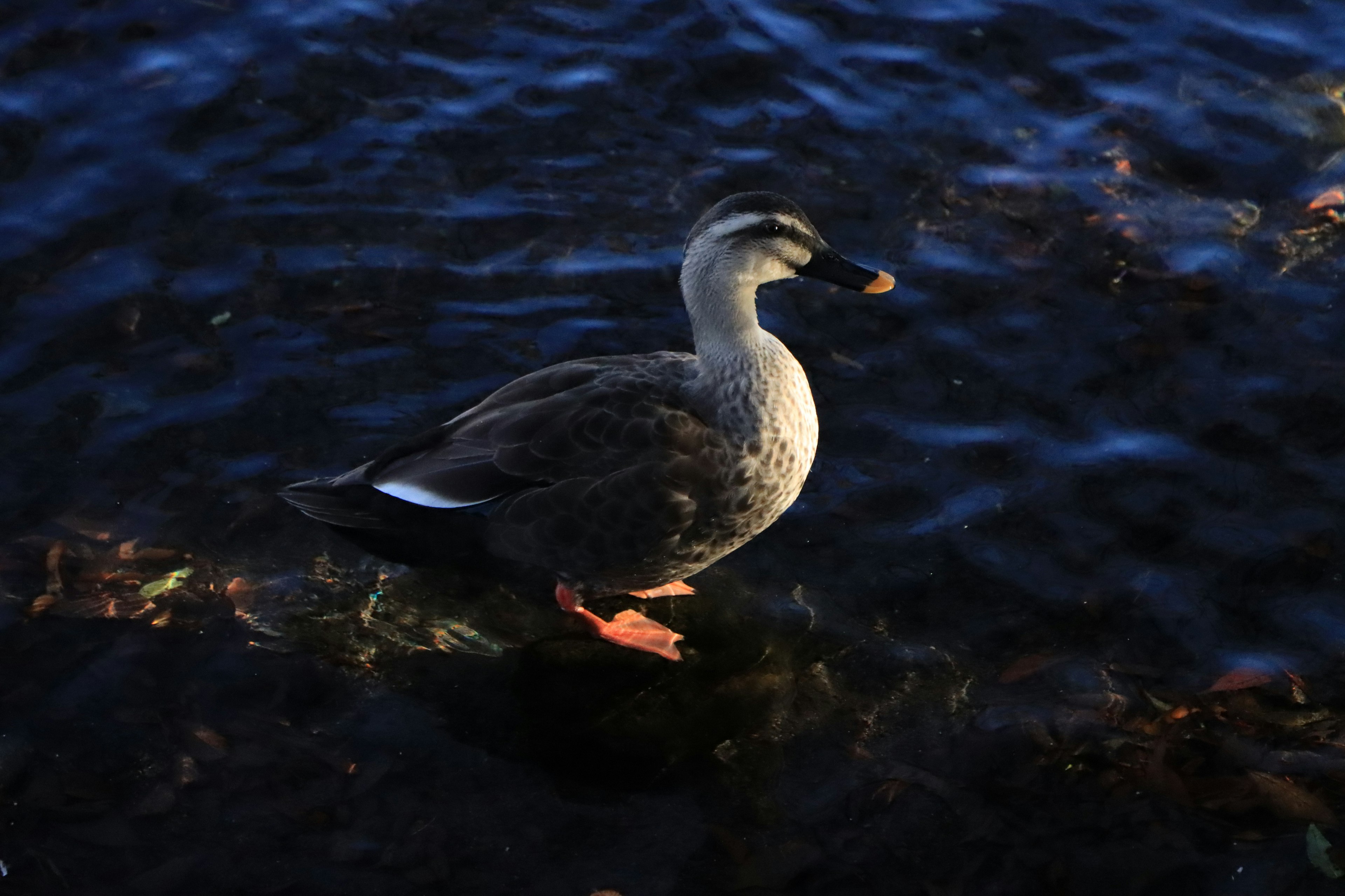 Bild einer Ente, die auf der Wasseroberfläche steht Die Federn des Vogels sind grau und weiß Die Wasserfarbe ist tiefblau