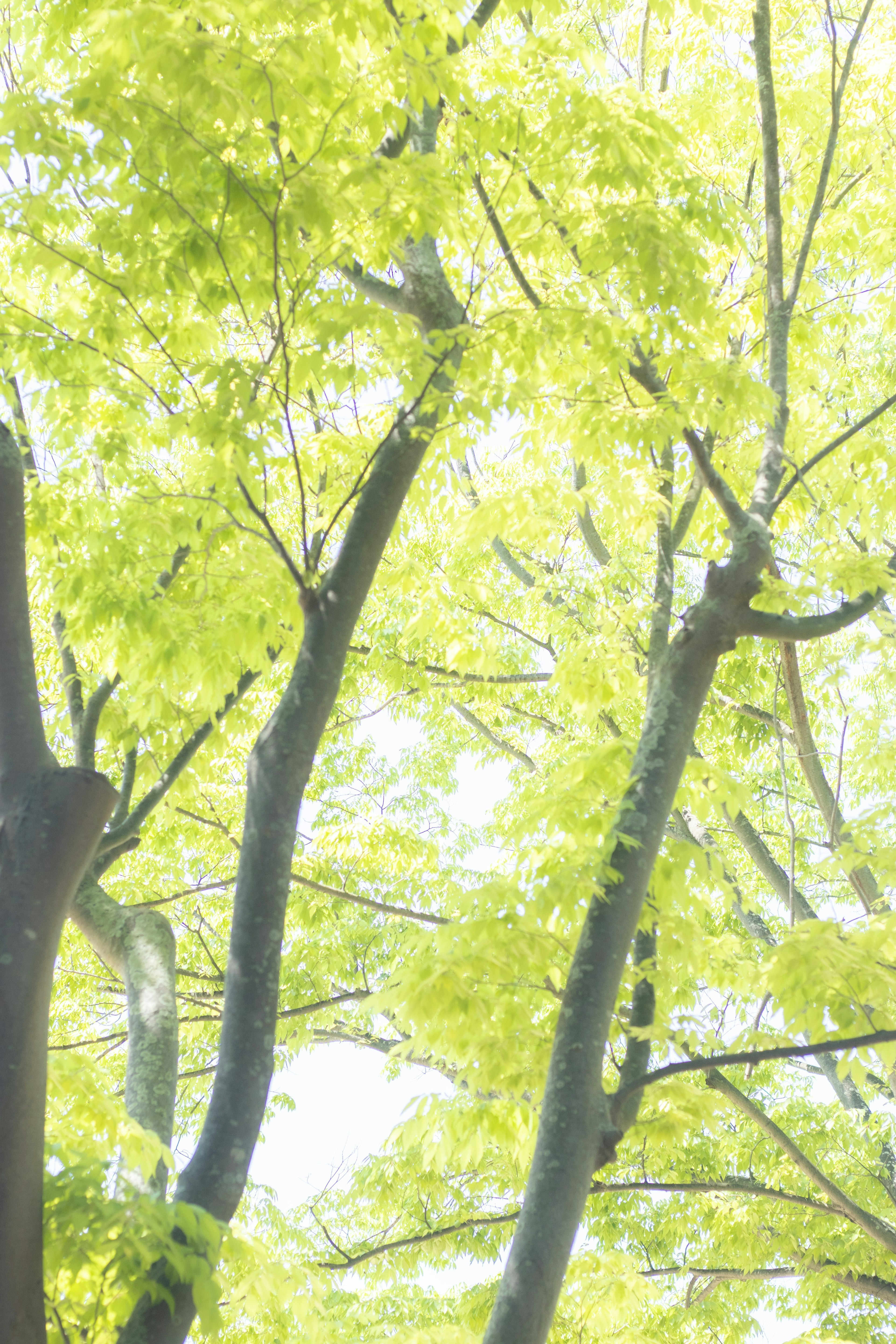 Image de branches d'arbre avec des feuilles vertes lumineuses