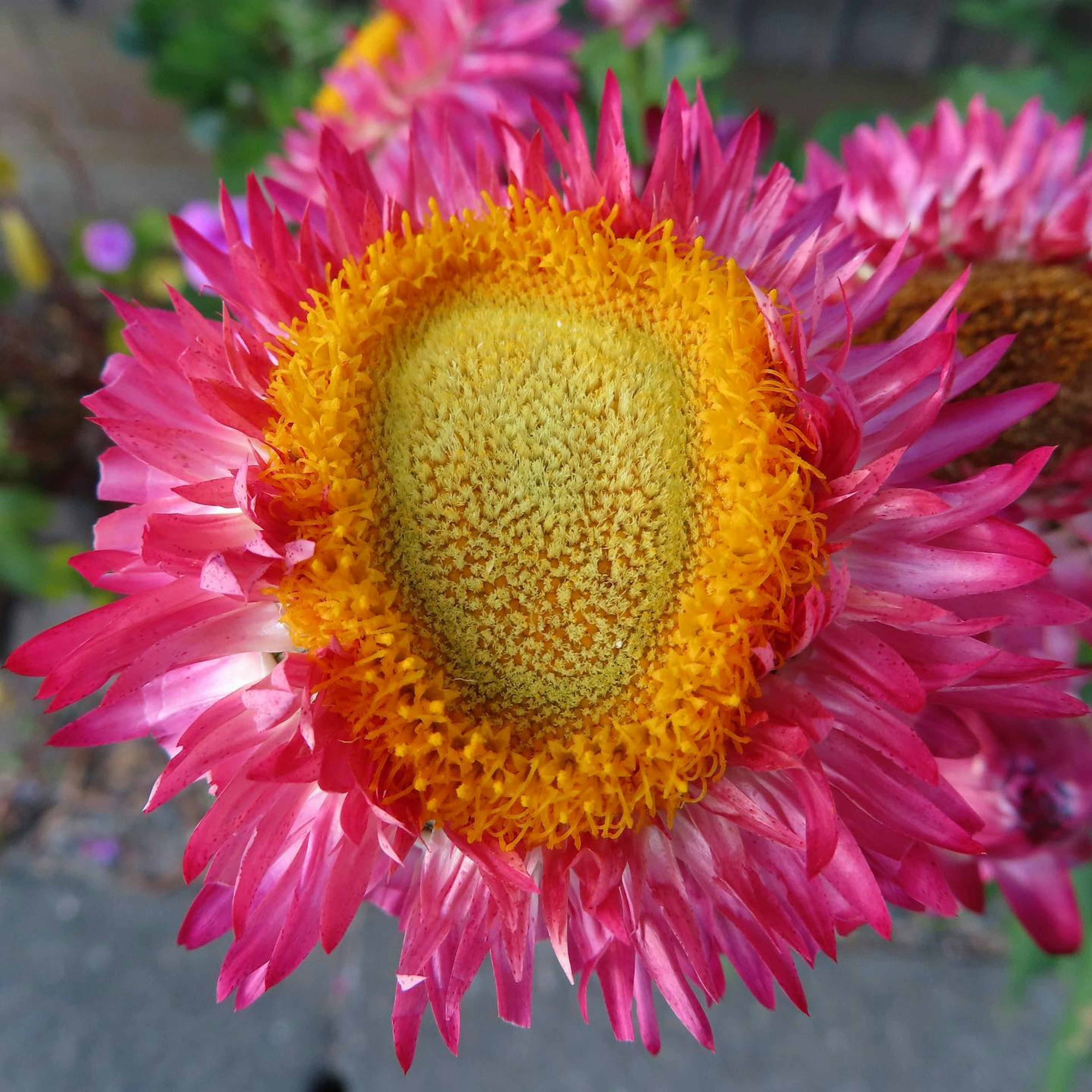 Nahaufnahme einer lebhaften rosa Blume mit gelbem Zentrum