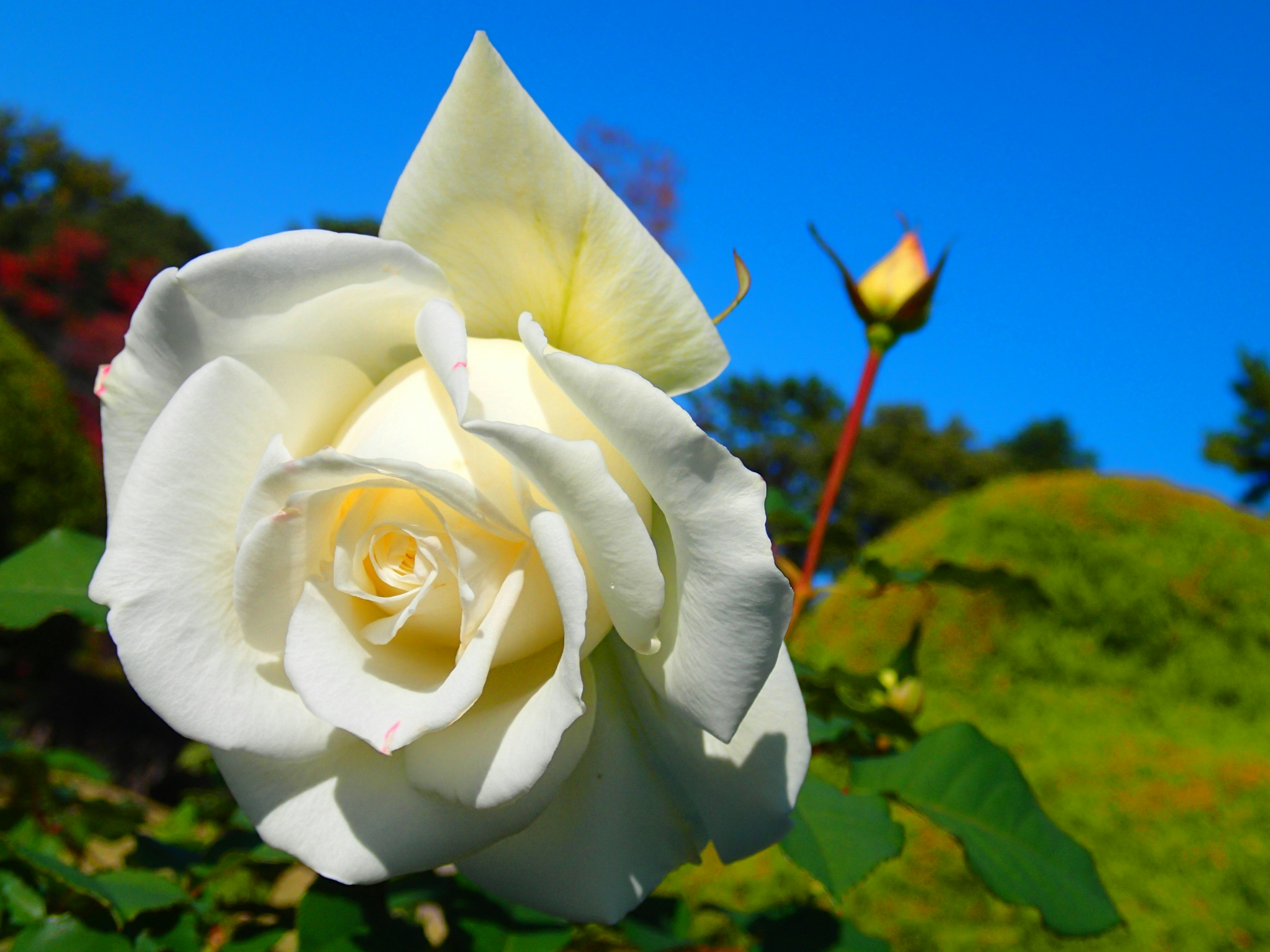 A beautiful white rose blooming under a blue sky