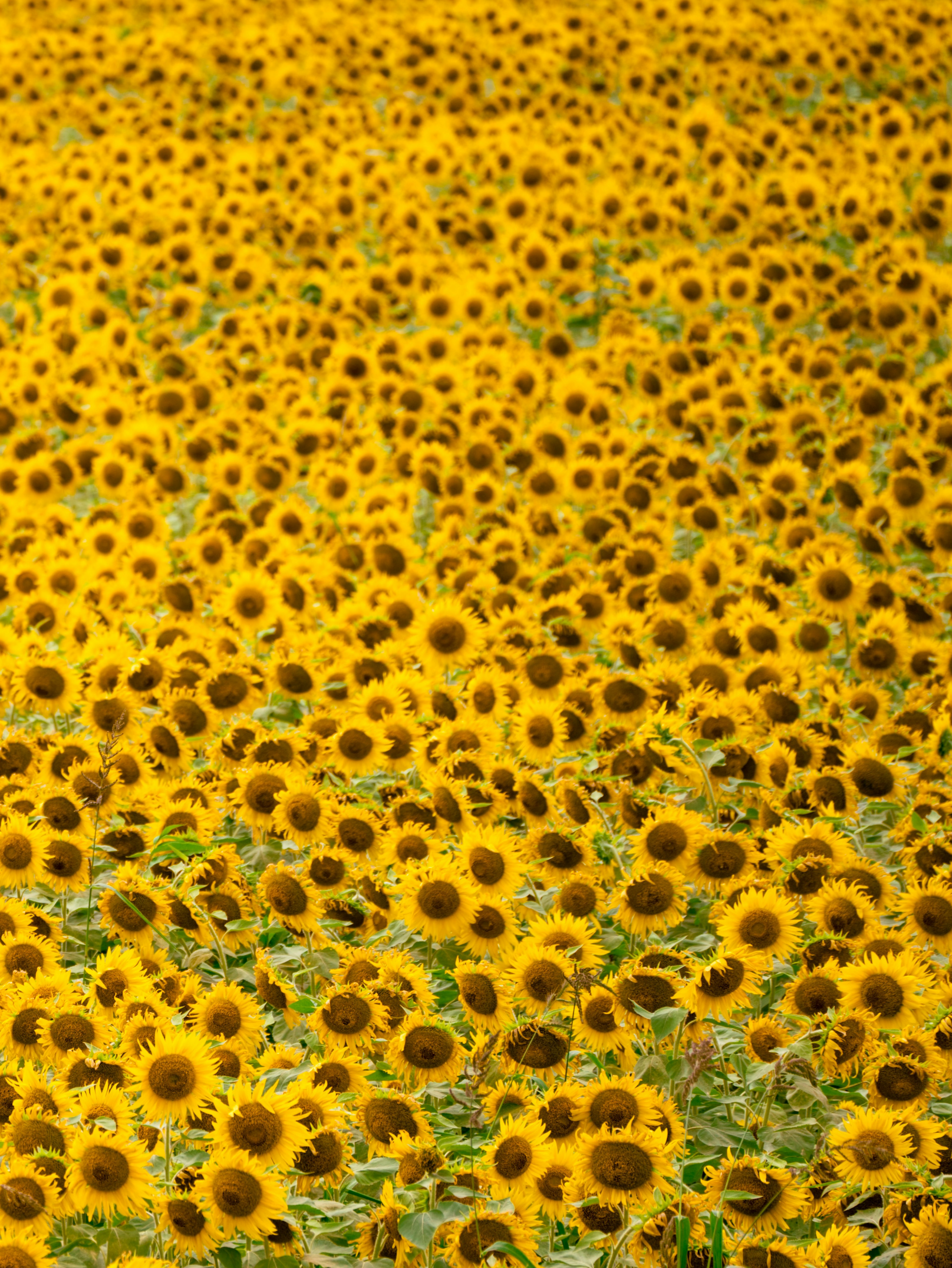 広がるひまわり畑の鮮やかな黄色の花々