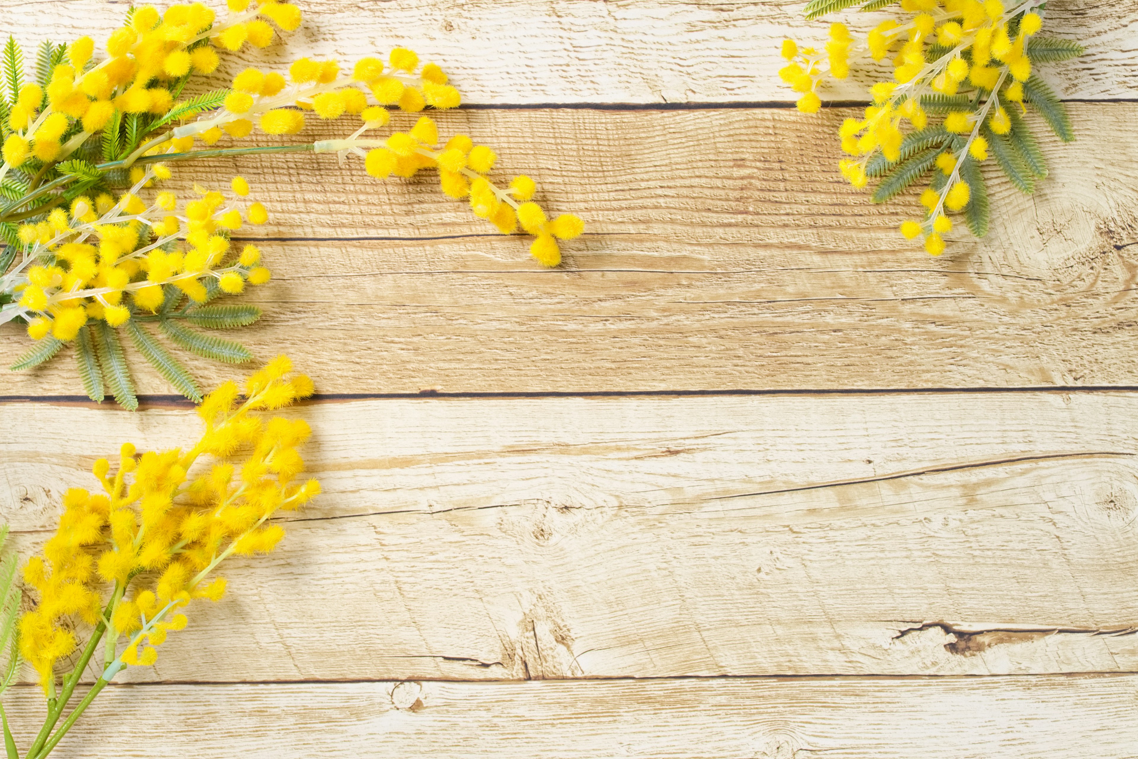 Gelbe Mimosenblüten auf einem Holztisch angeordnet