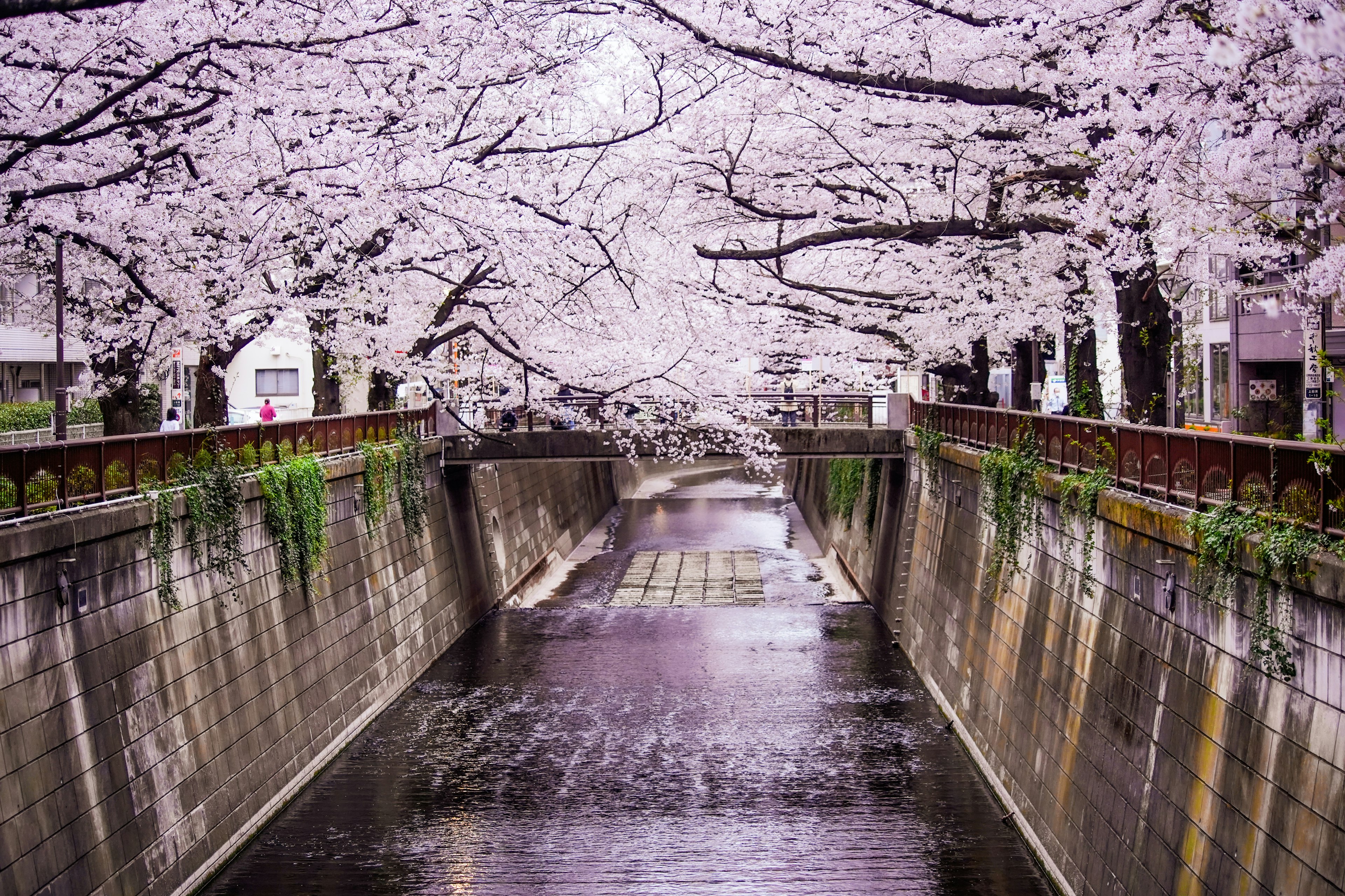 桜の木が満開の川沿いの風景