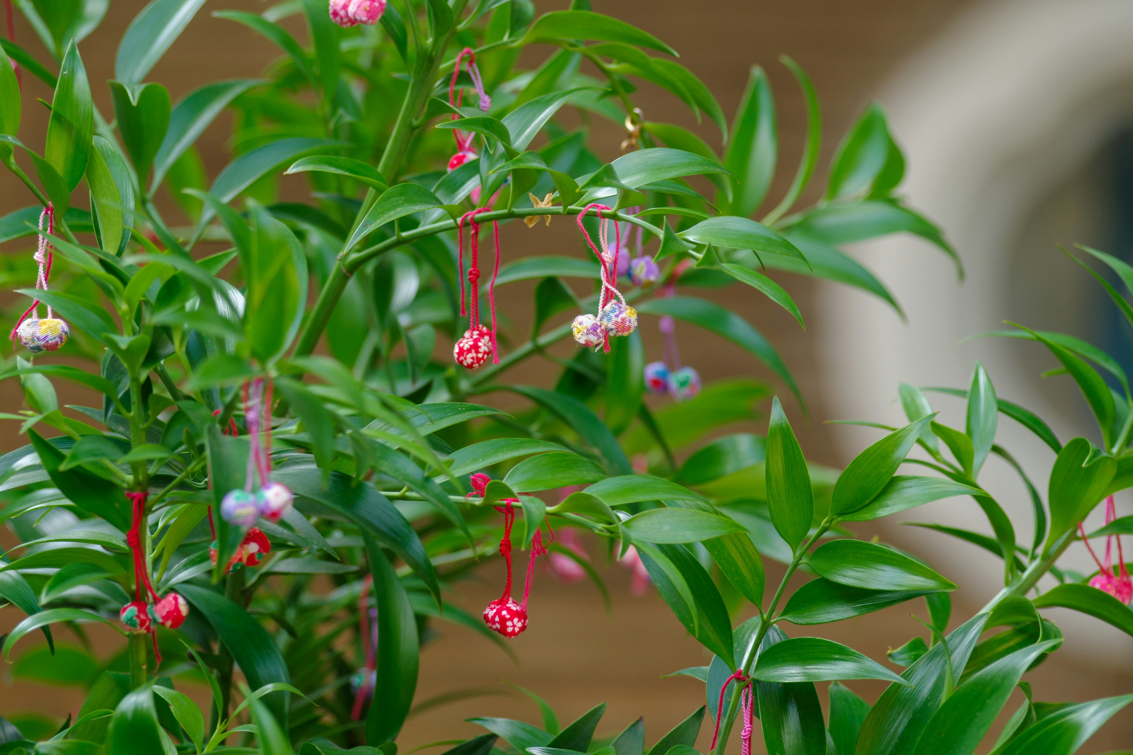 Pflanze mit bunten Blumen, die von grünen Blättern hängen