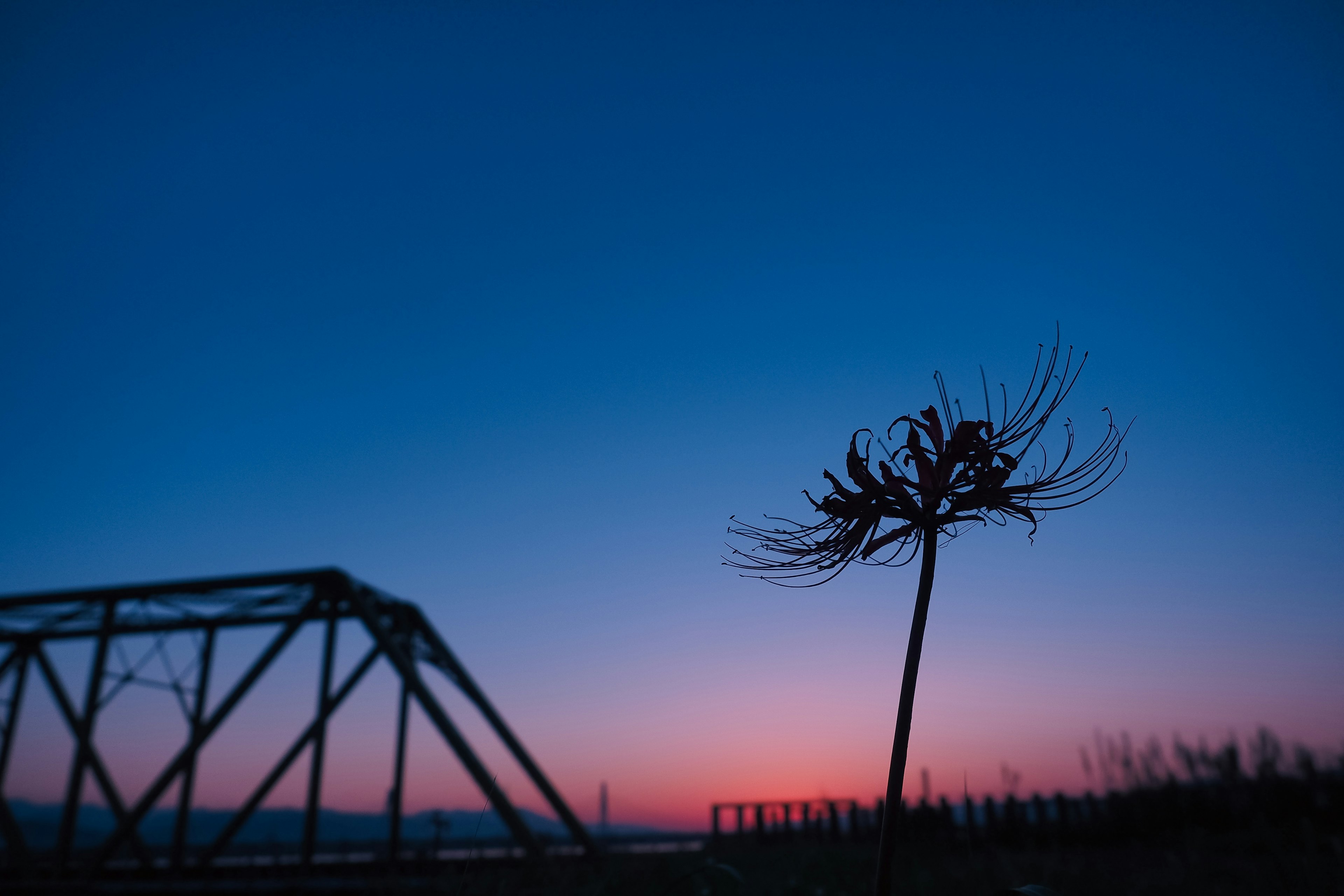 Silhouette einer Pflanze vor einem blauen Abendhimmel mit einer Brücke