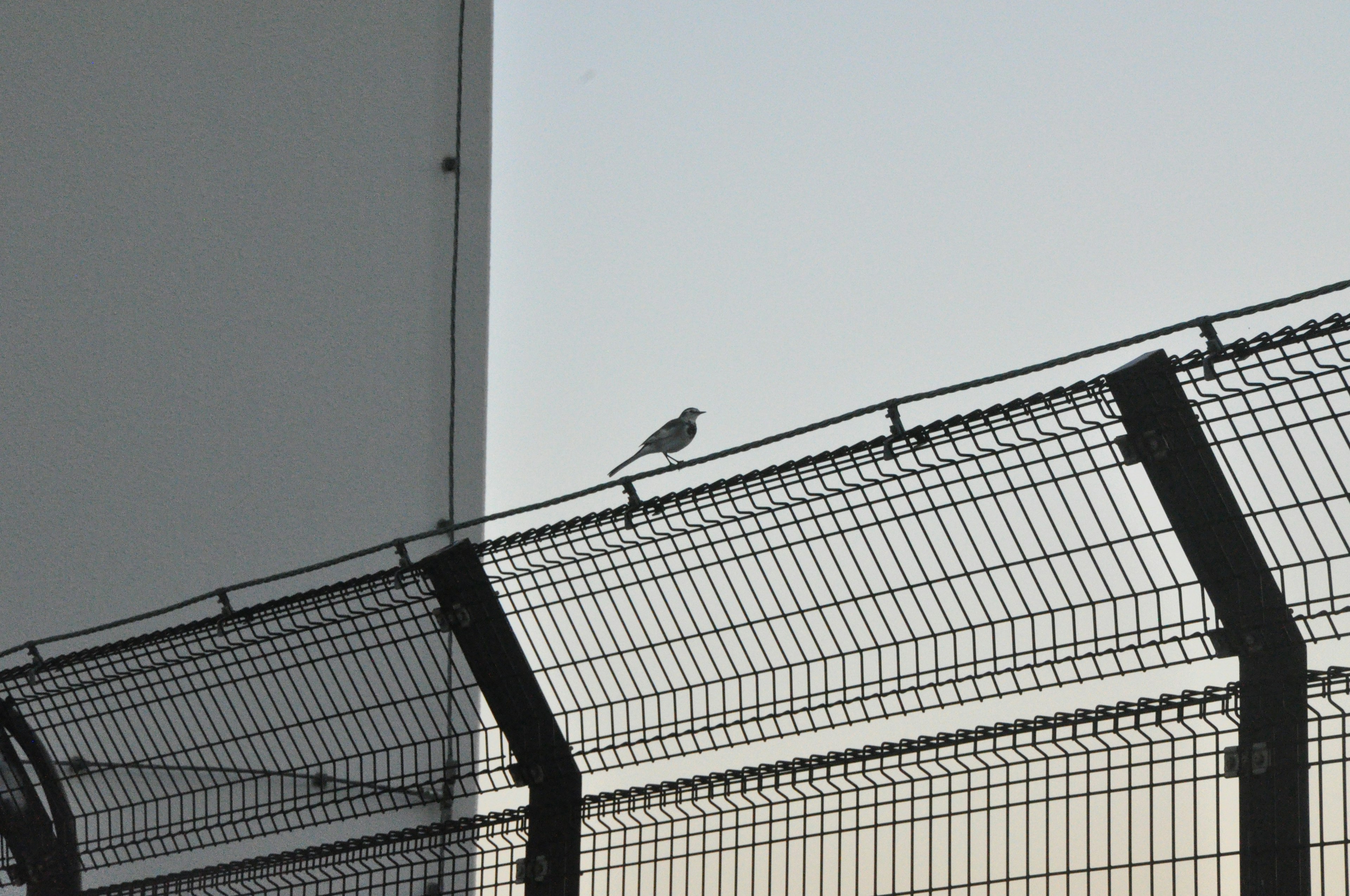 A bird perched on a fence with part of a building in the background