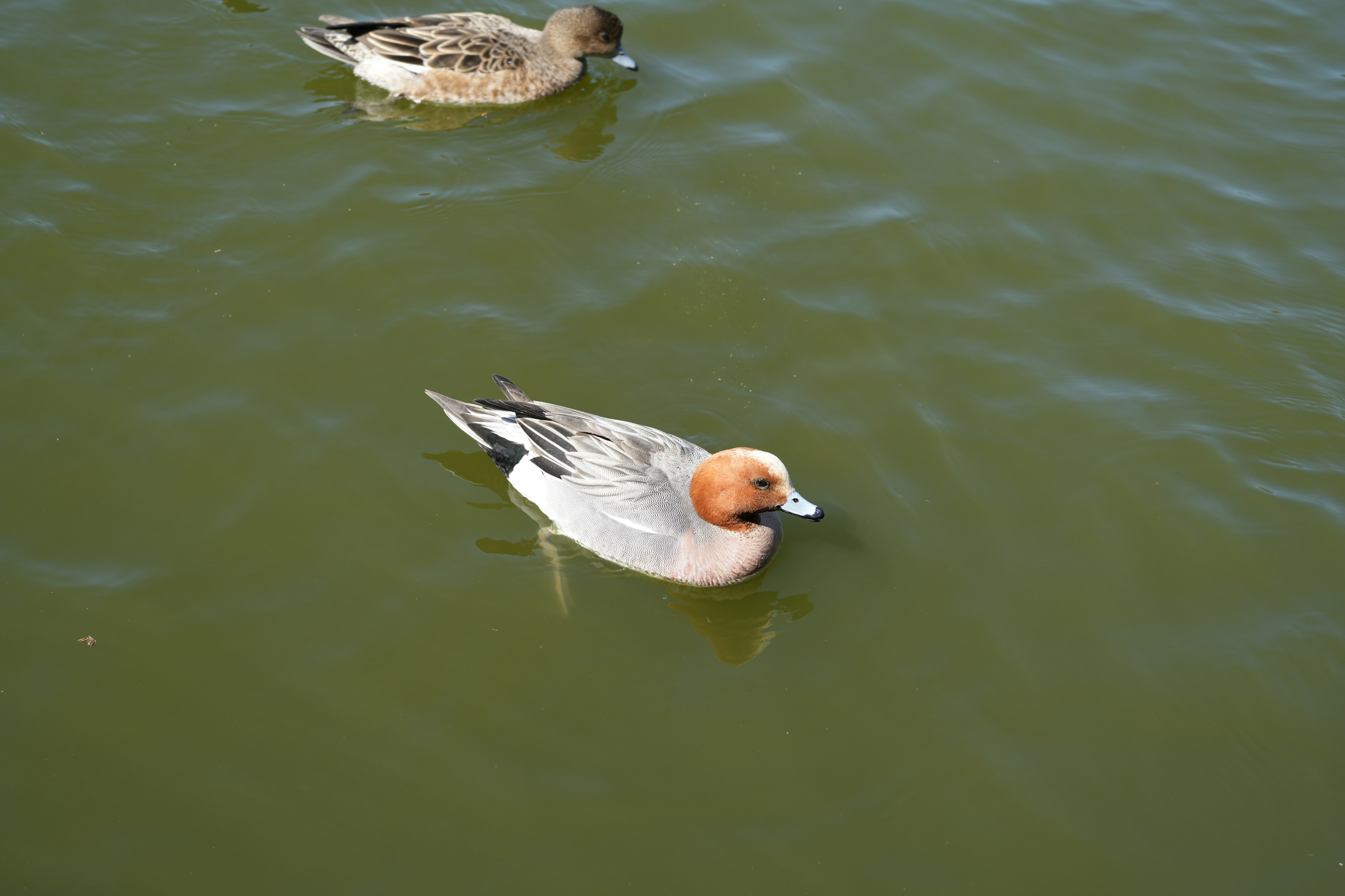 Seekor bebek jantan Eurasian wigeon berenang di air dengan bebek lain di latar belakang