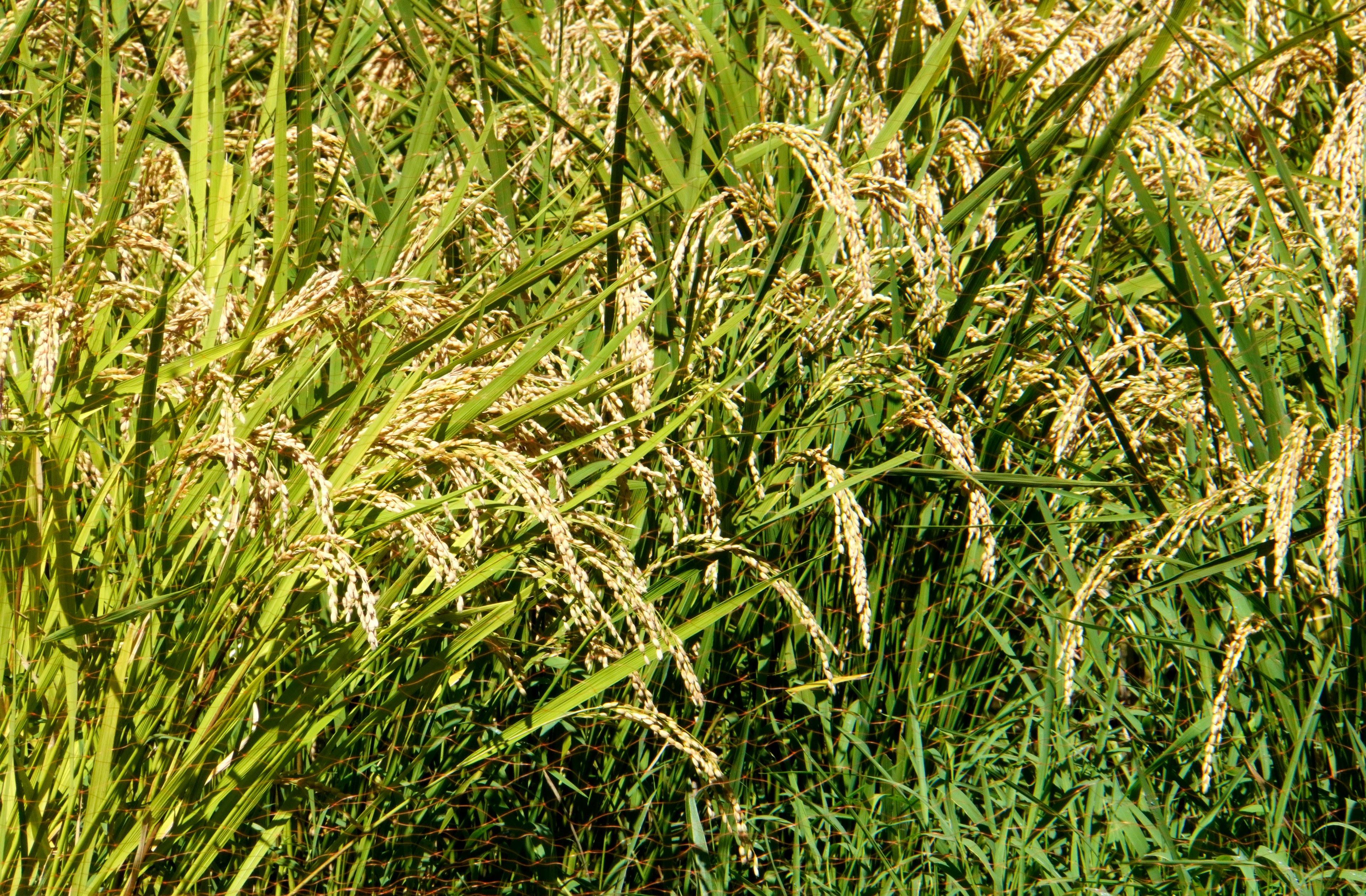 Üppige grüne Reispflanzen mit goldenen Körnern in einem lebhaften Feld