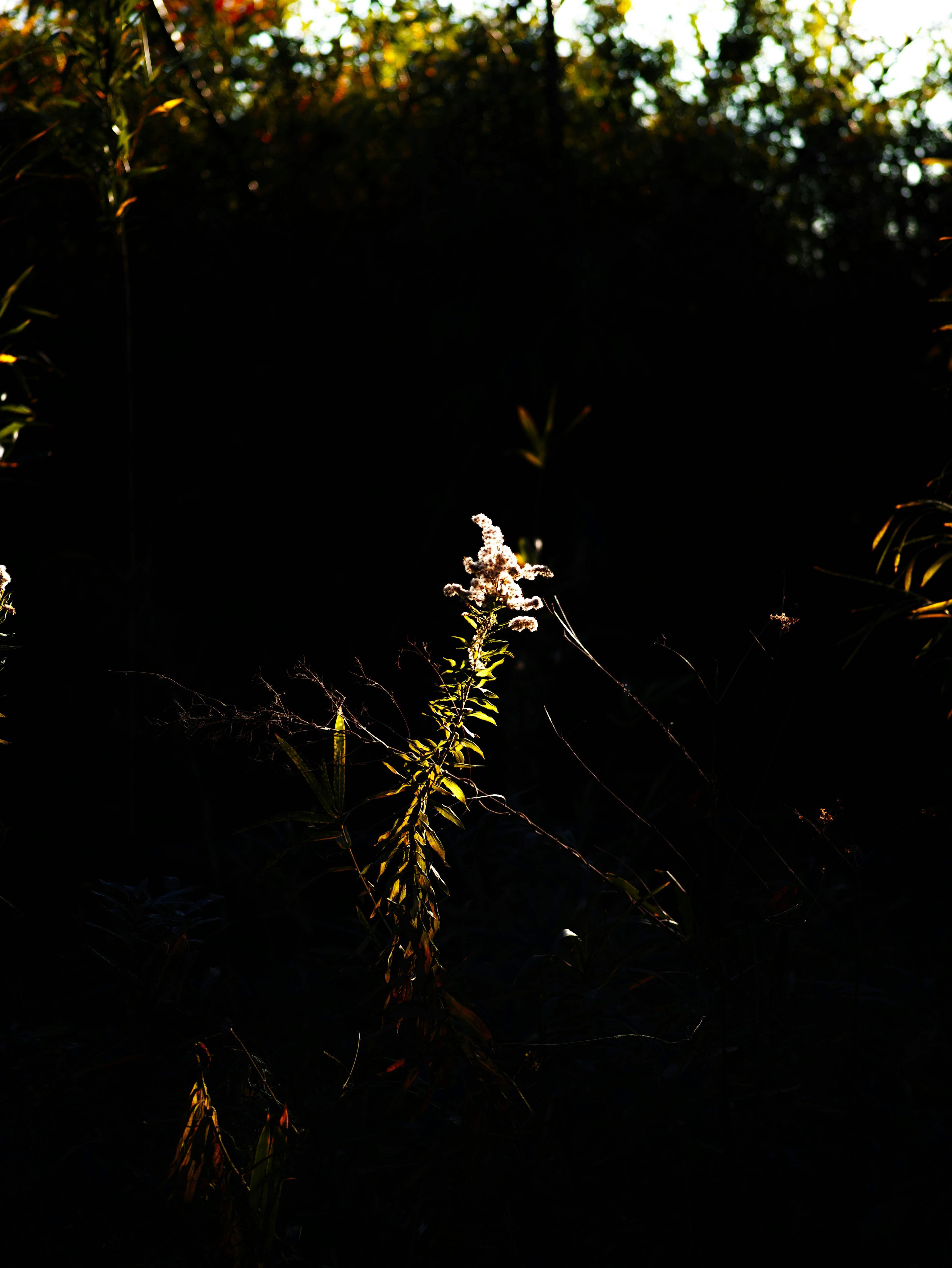 White flower and green leaves against a dark background