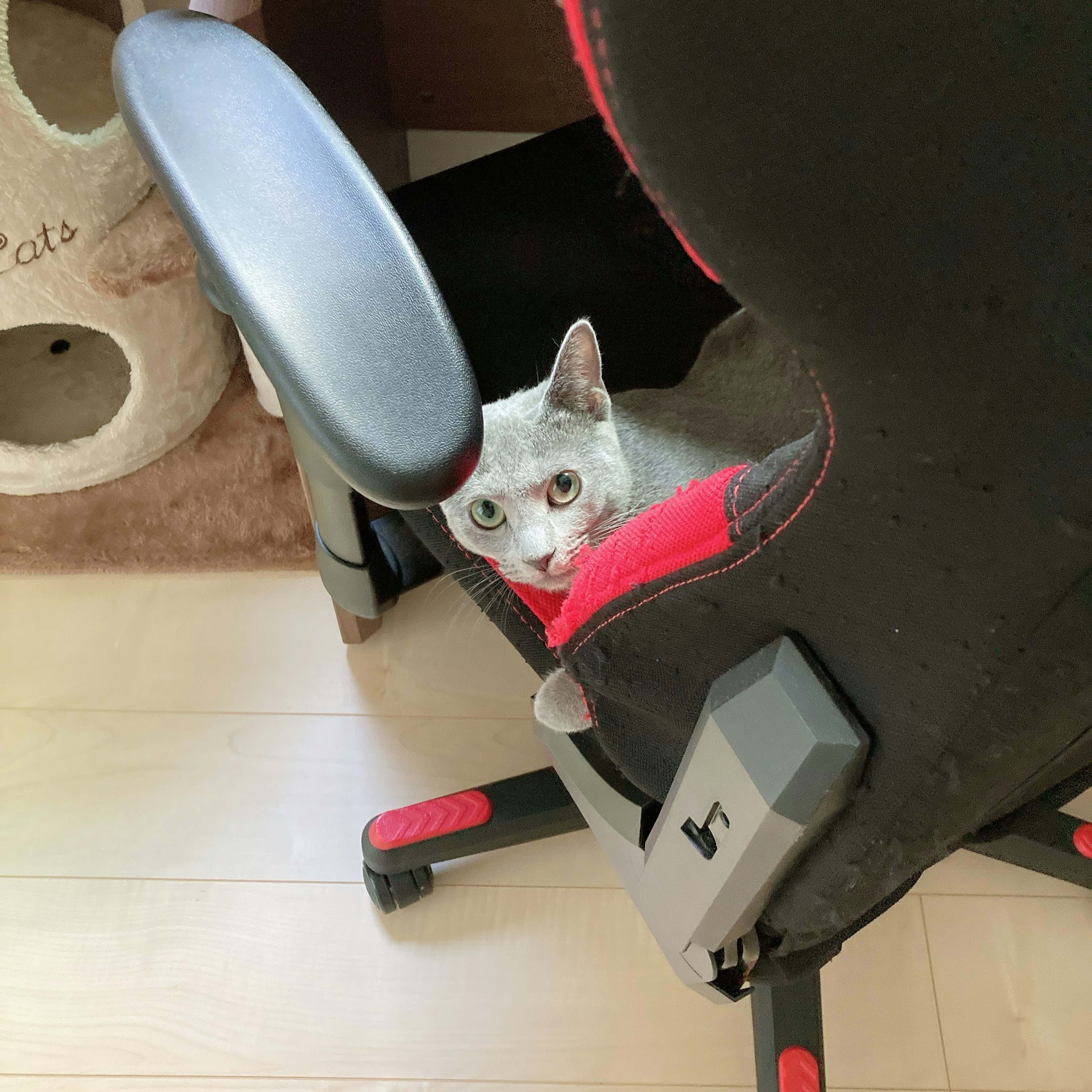 Un gato asomándose detrás de una silla de juego