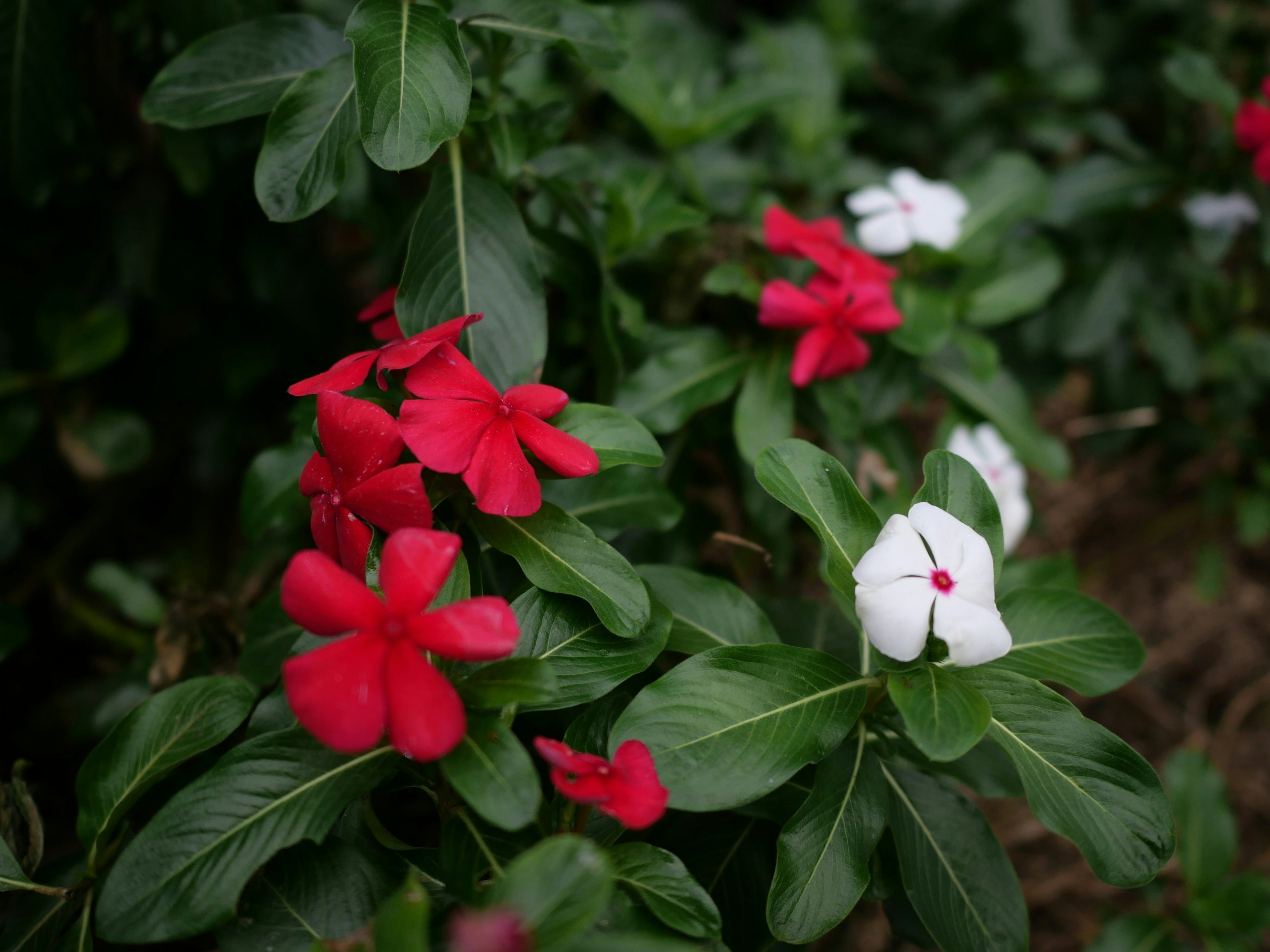 Fleurs rouges et blanches fleurissant parmi des feuilles vertes