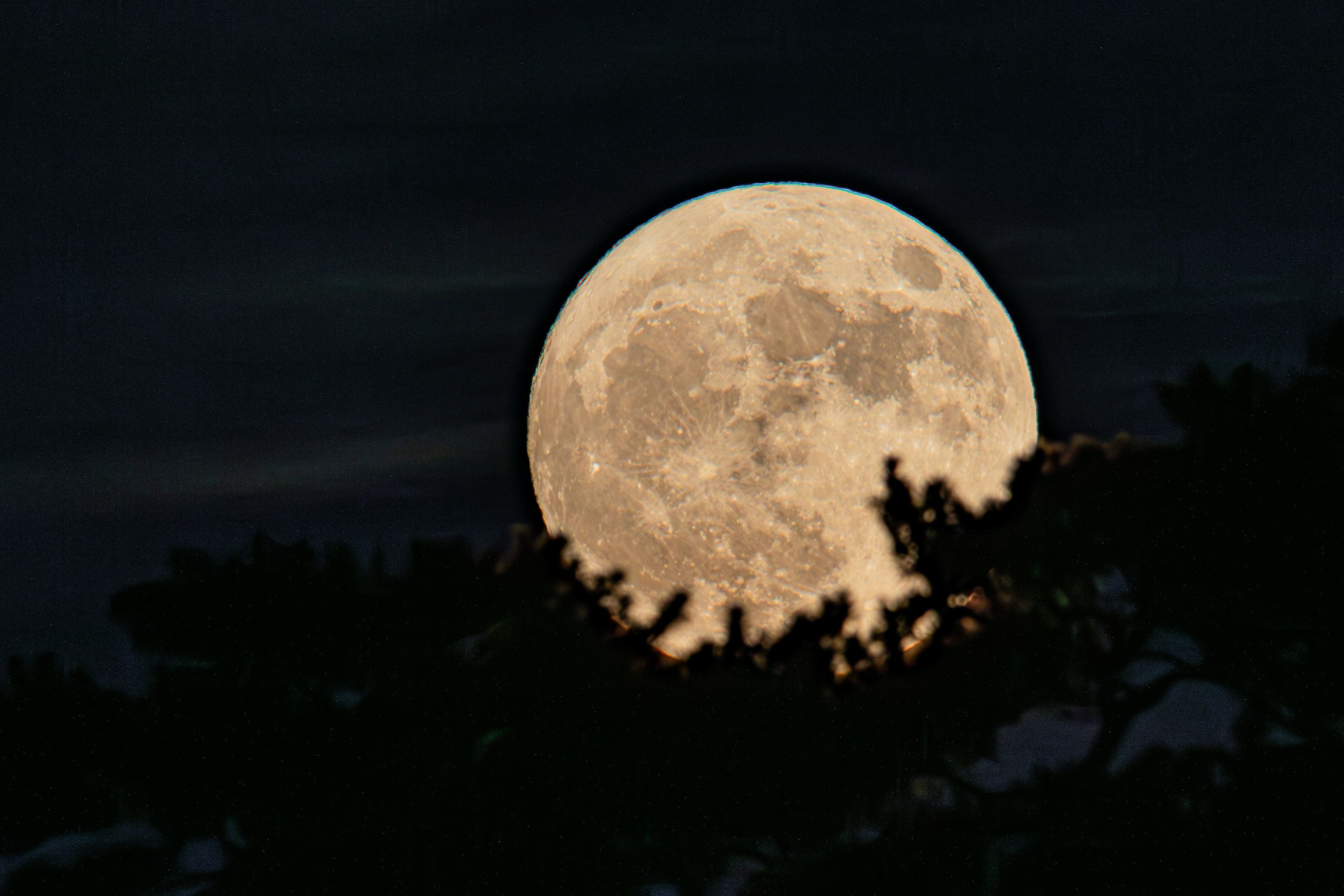 Luna piena nel cielo notturno con silhouette di alberi