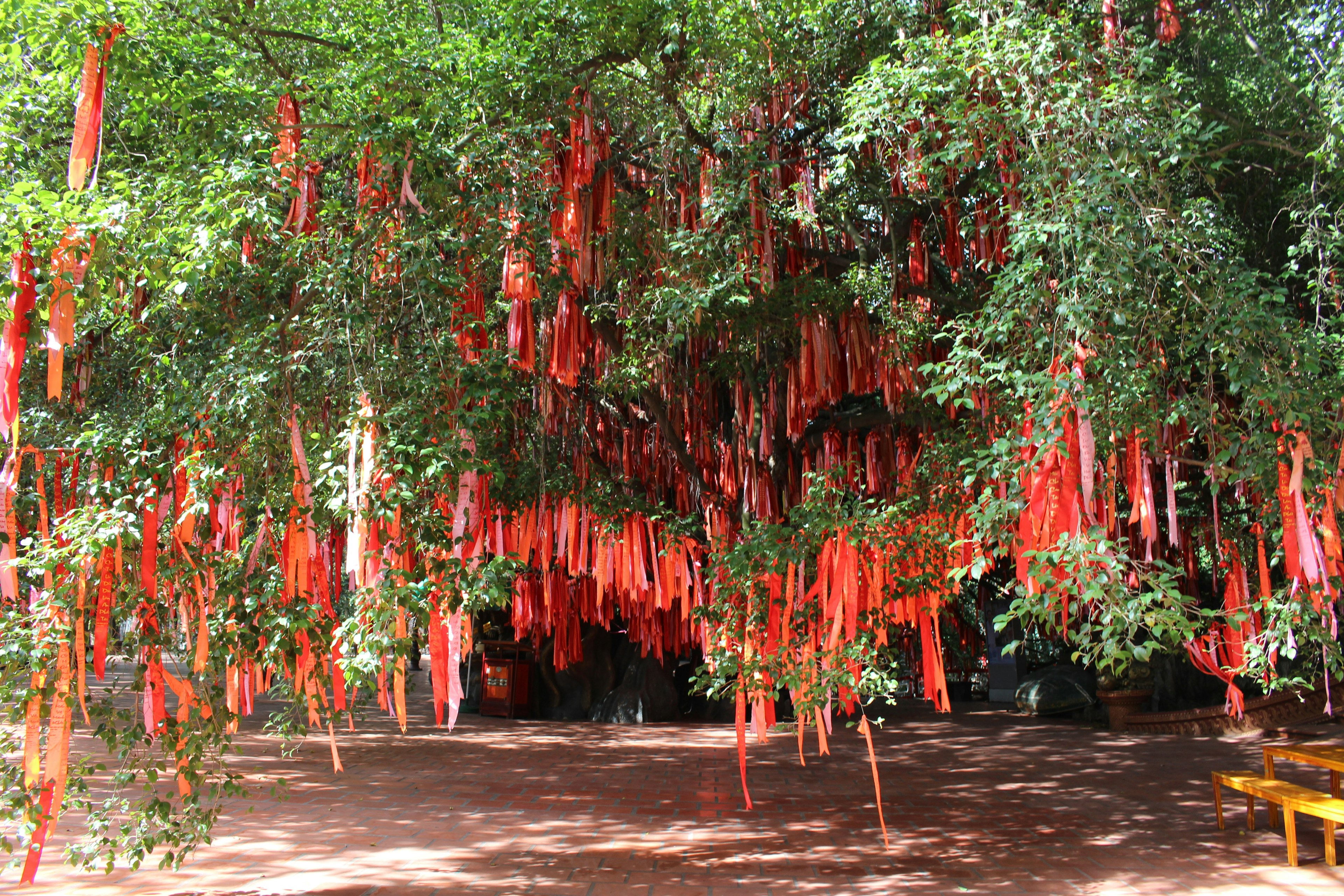 Pemandangan pohon yang dihiasi dengan banyak pita merah yang menggantung dari cabangnya