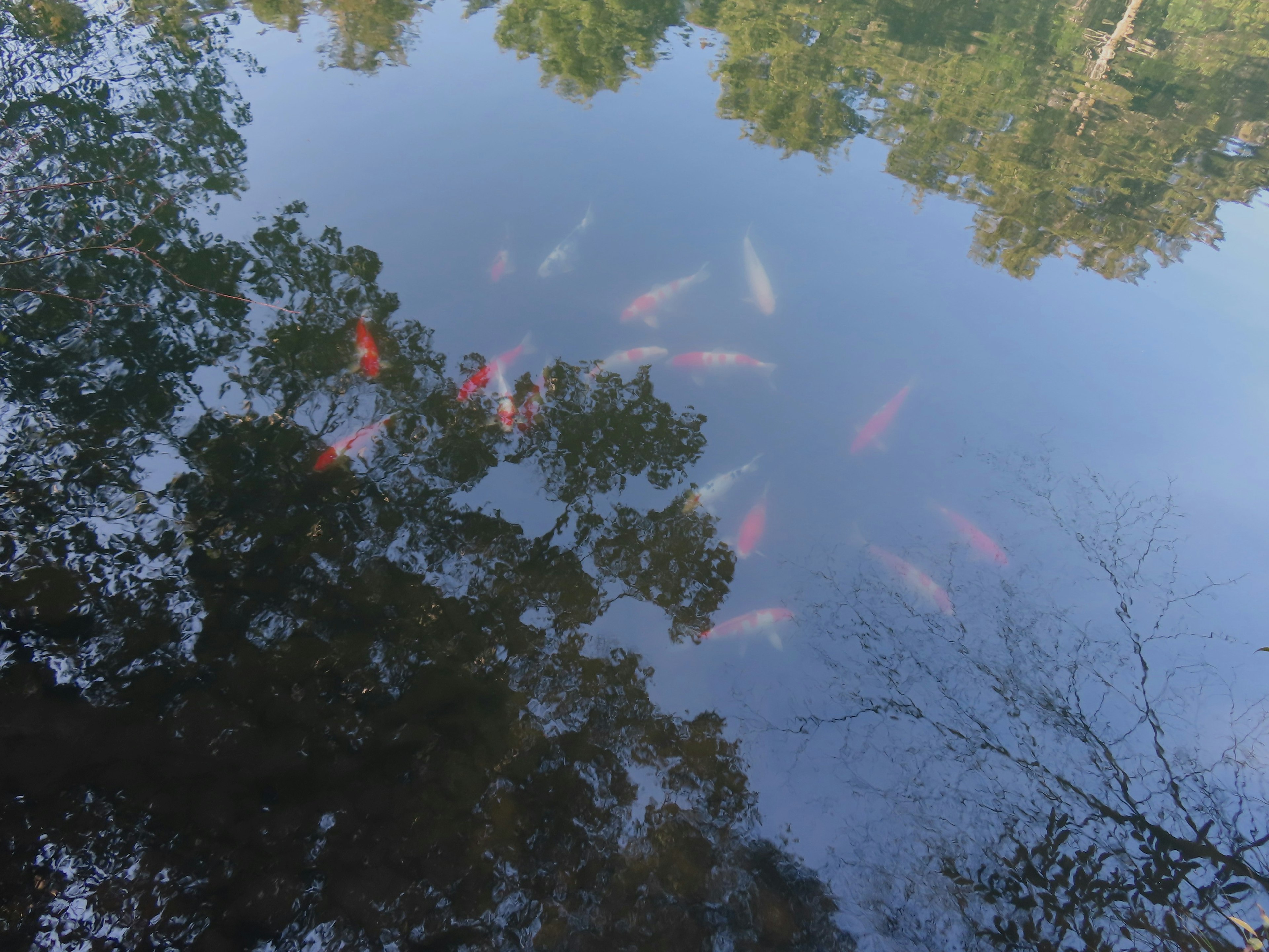 Reflets d'arbres et de poissons koi colorés à la surface de l'eau