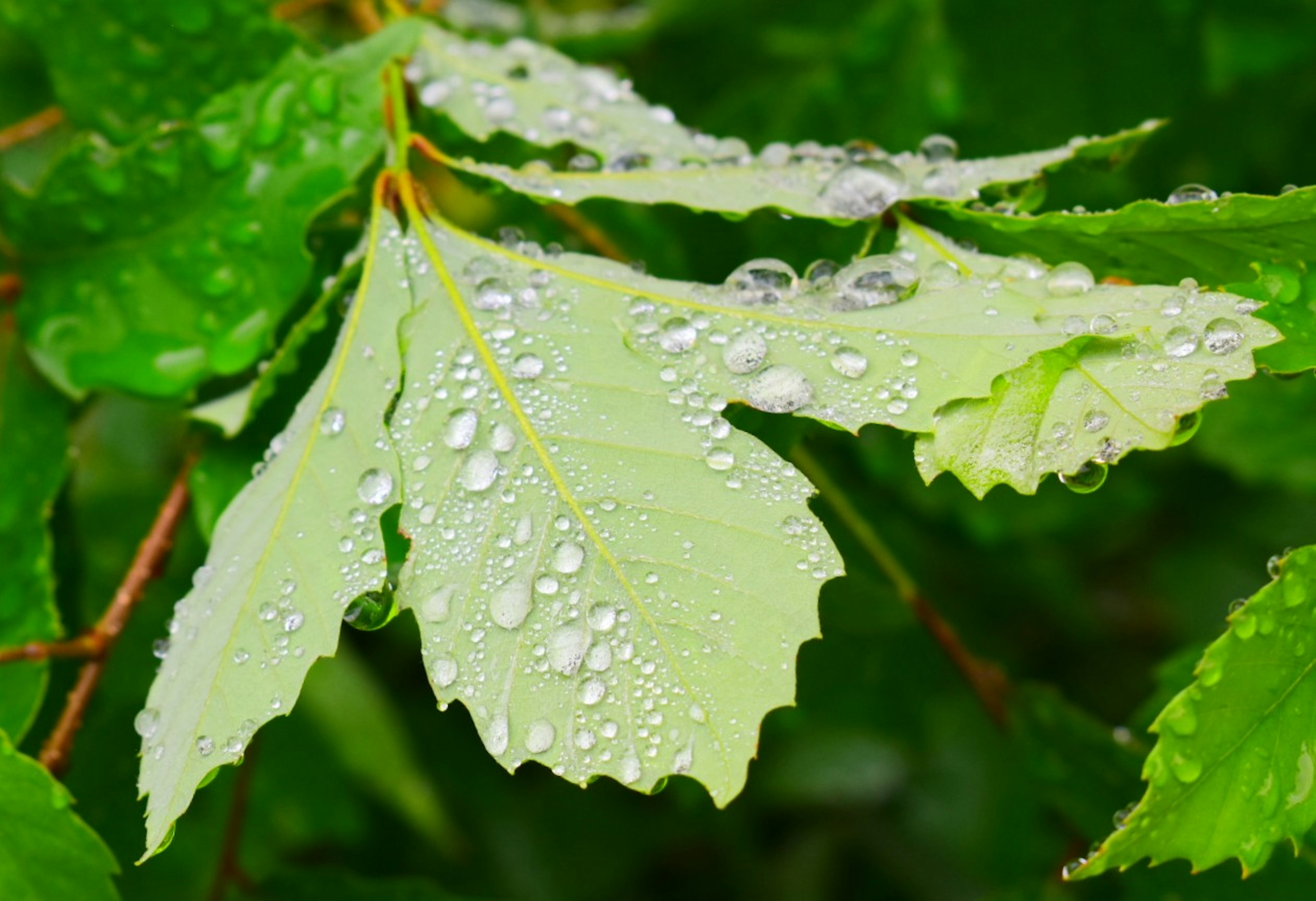 Primer plano de hojas verdes con gotas de agua