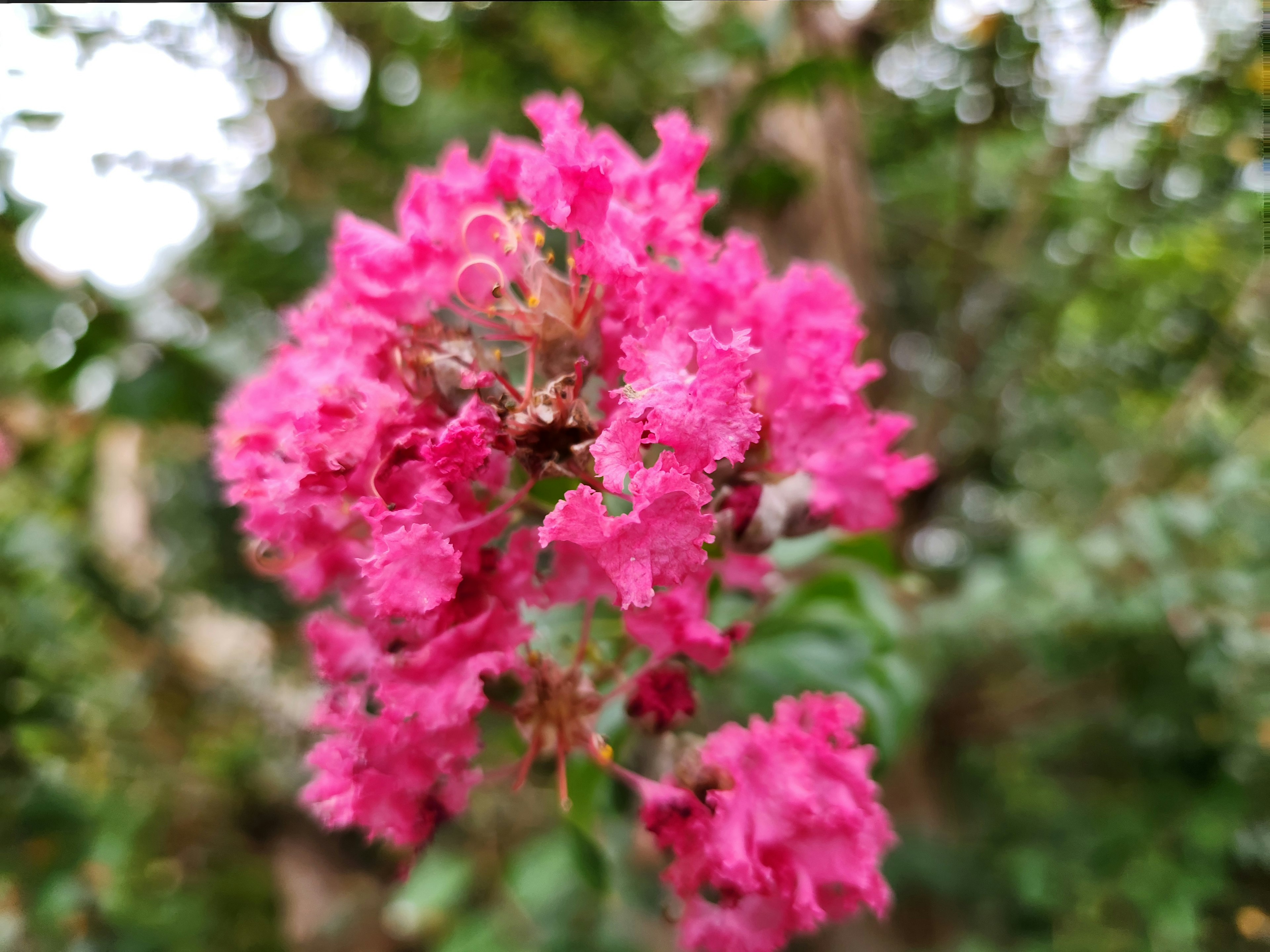 Flores rosas vibrantes floreciendo con hojas verdes de fondo