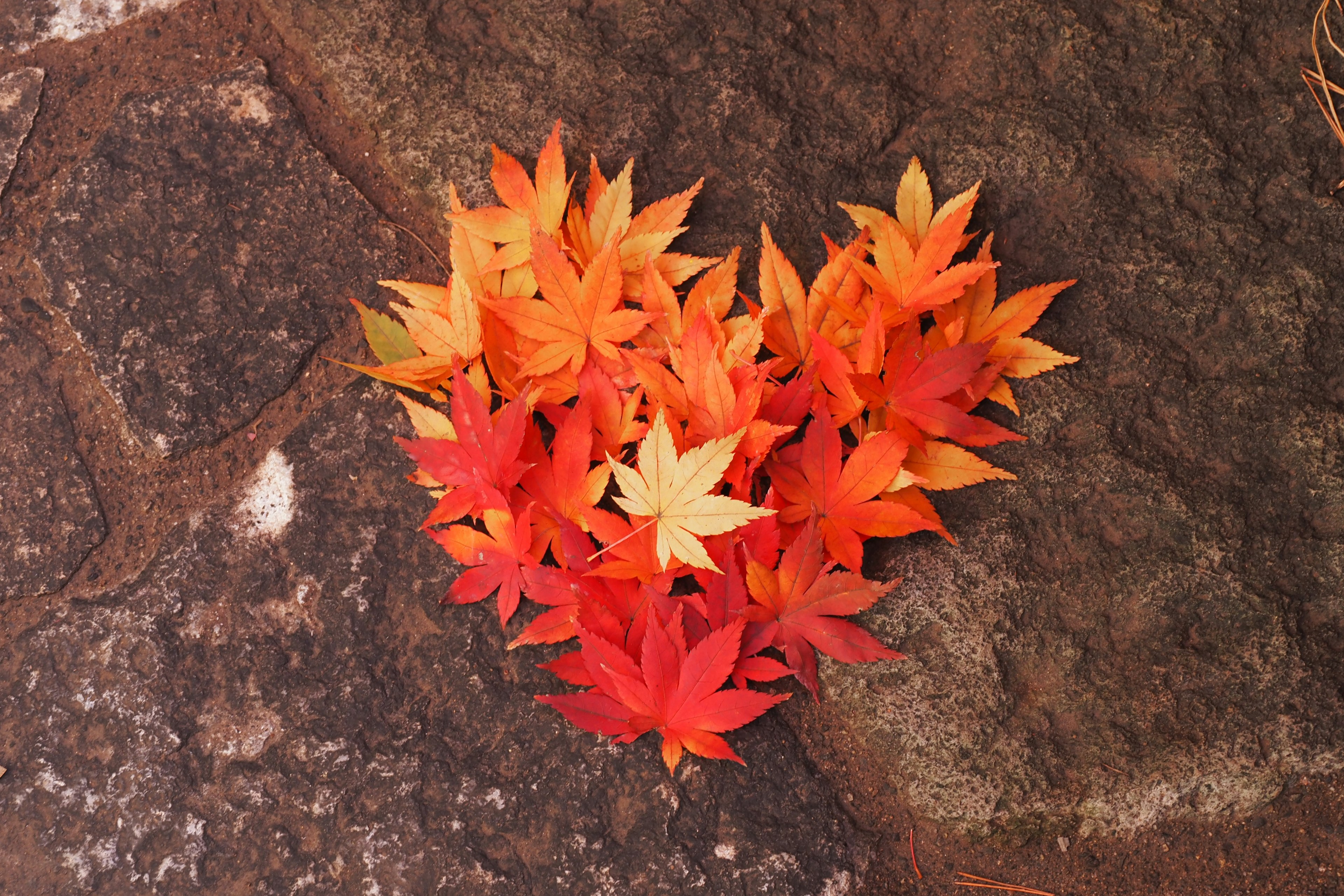 Forme de cœur faite de feuilles rouges et orange sur une surface en pierre