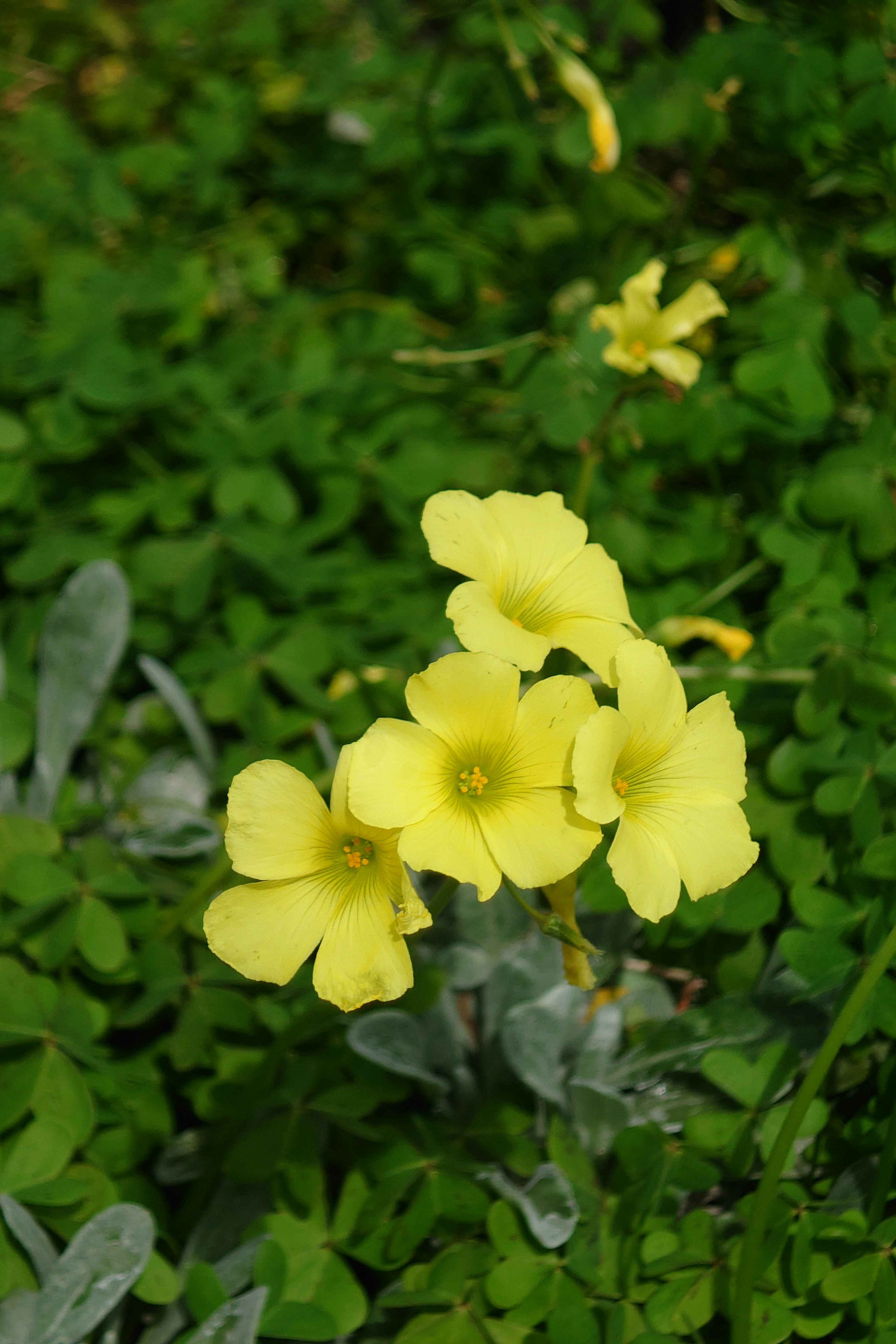 Fleurs jaunes vives en fleurs sur un fond vert