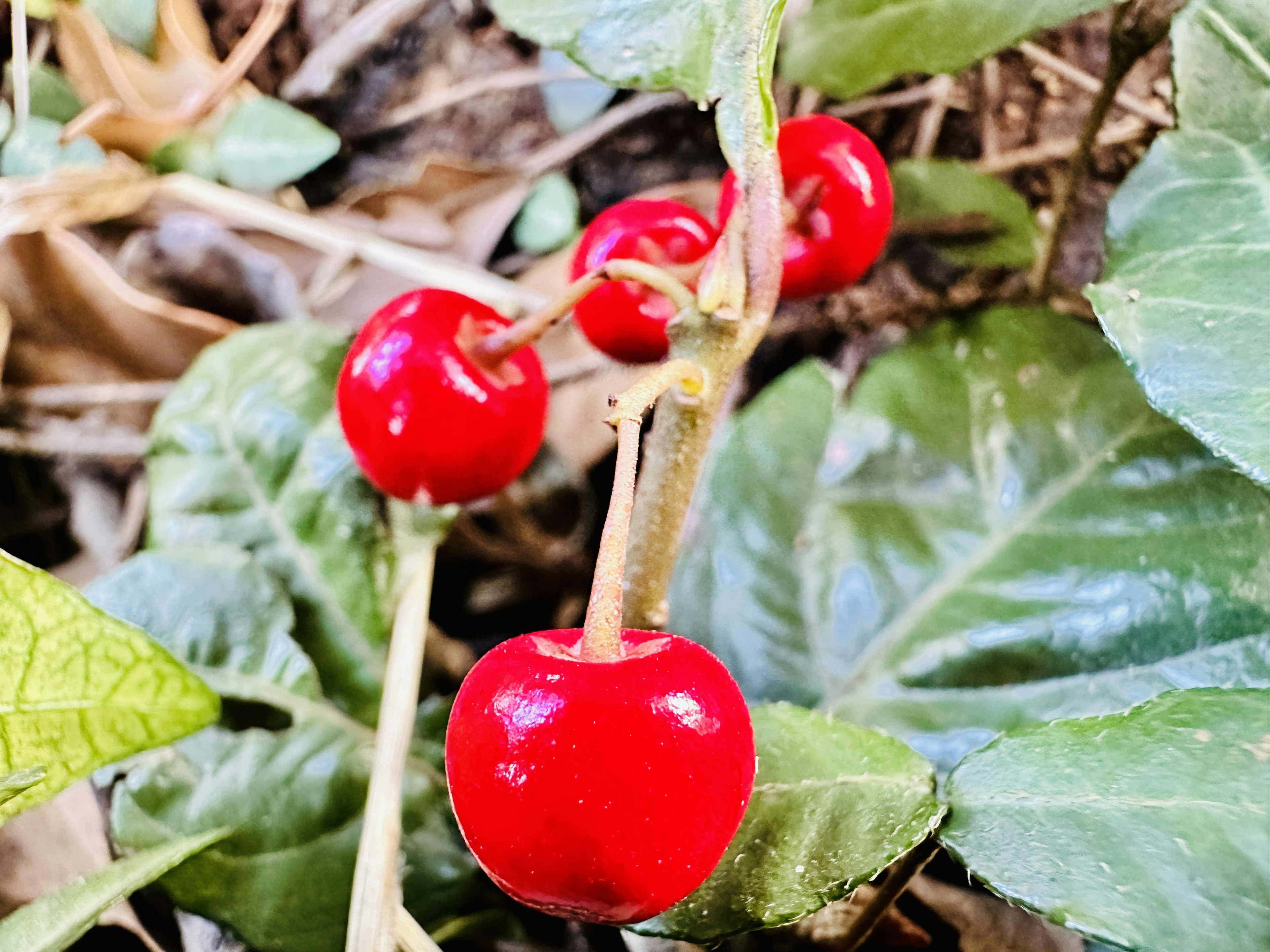 Buah merah cerah yang terletak di antara daun hijau