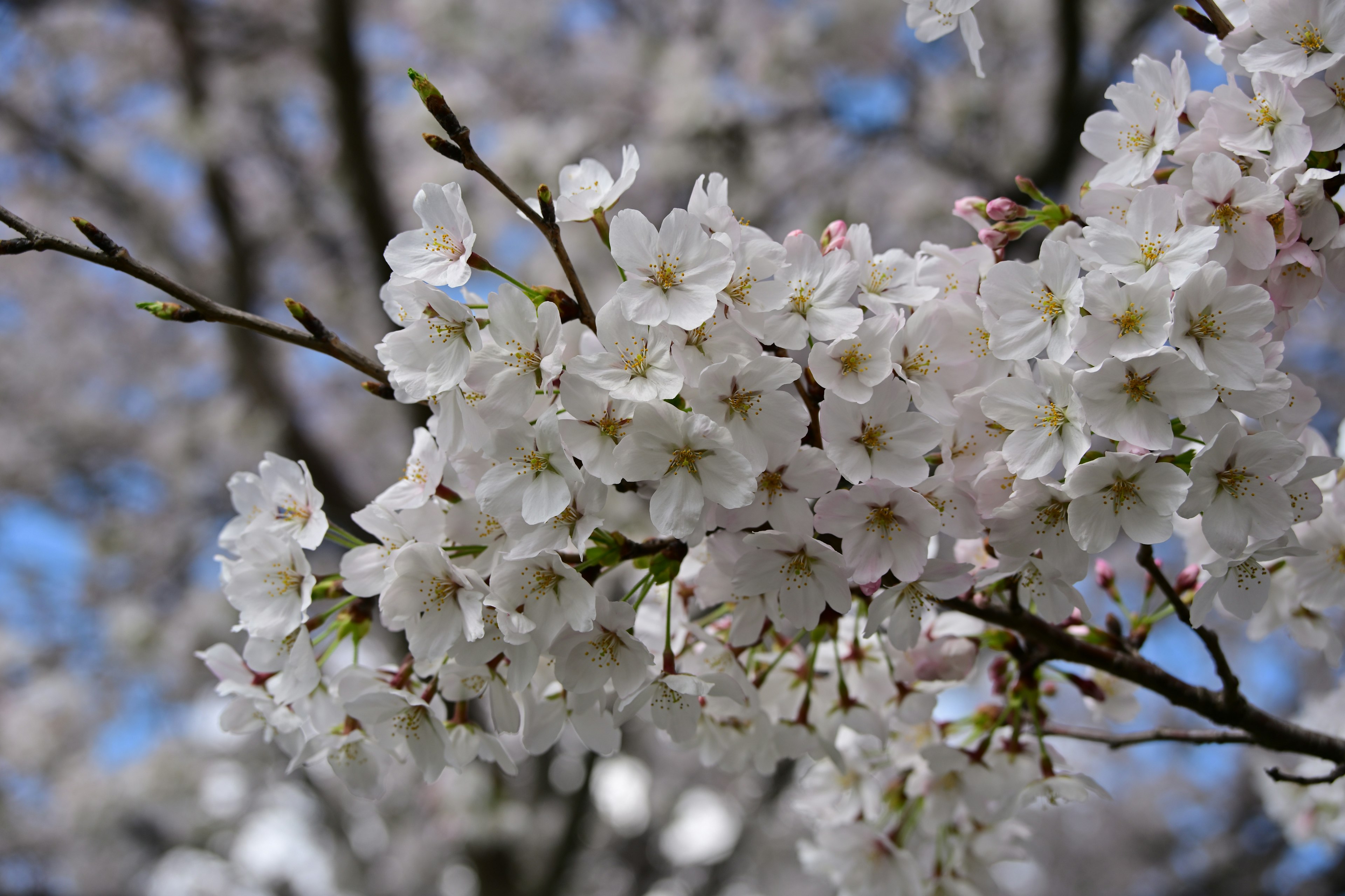 Kedekatan bunga sakura putih yang mekar di cabang