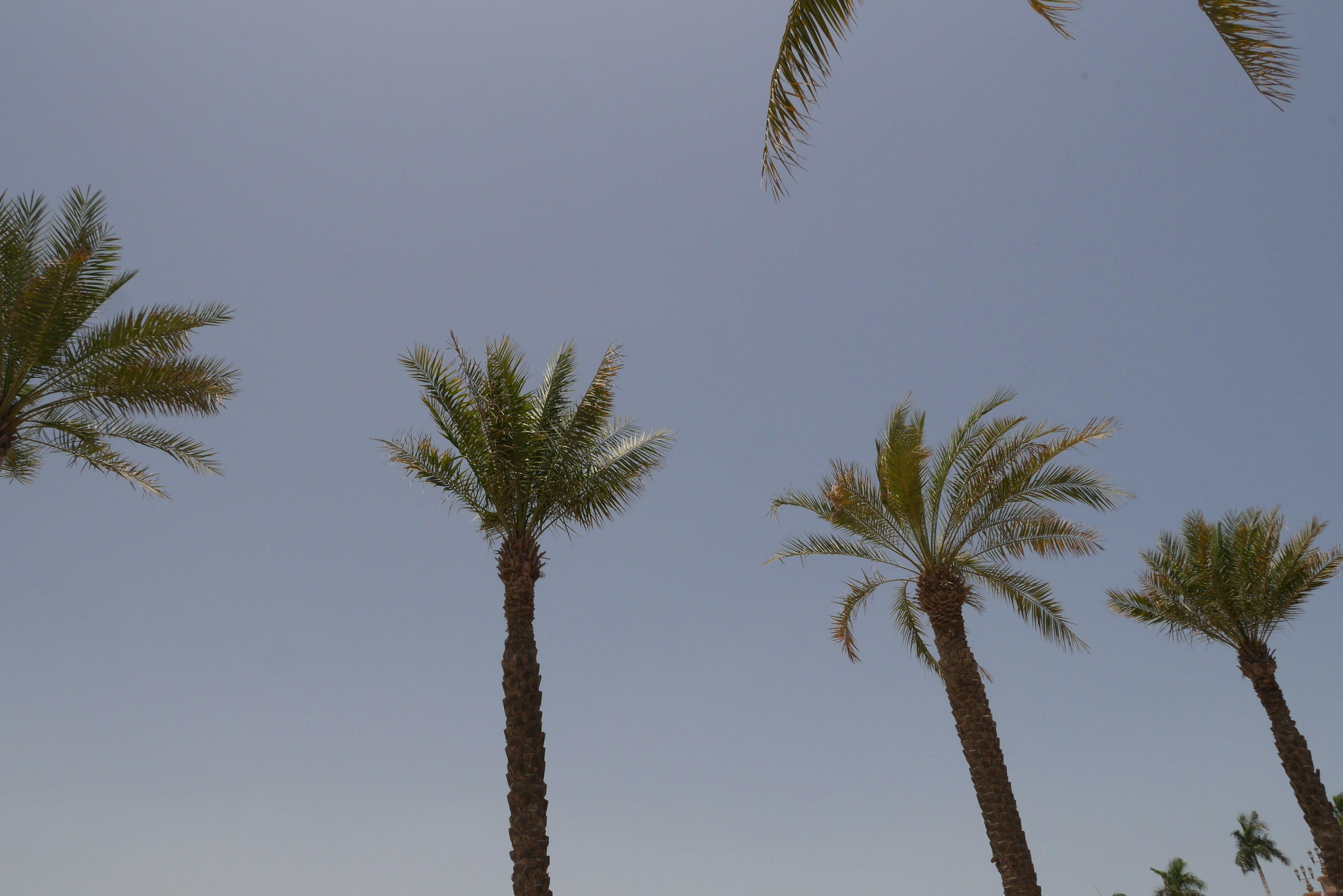 A view of palm trees against a blue sky