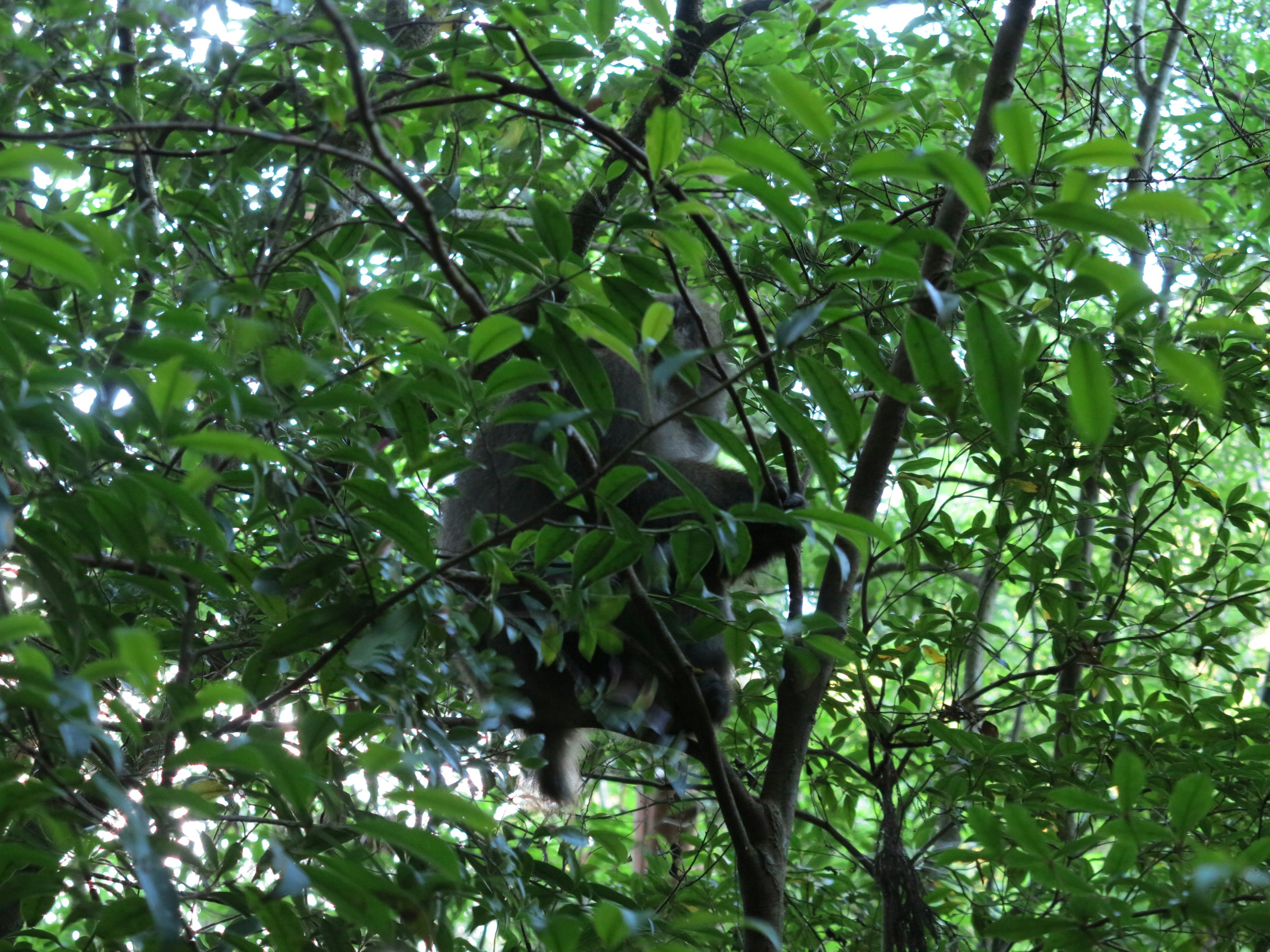 Animal parcialmente oculto en el follaje de un árbol rodeado de hojas verdes