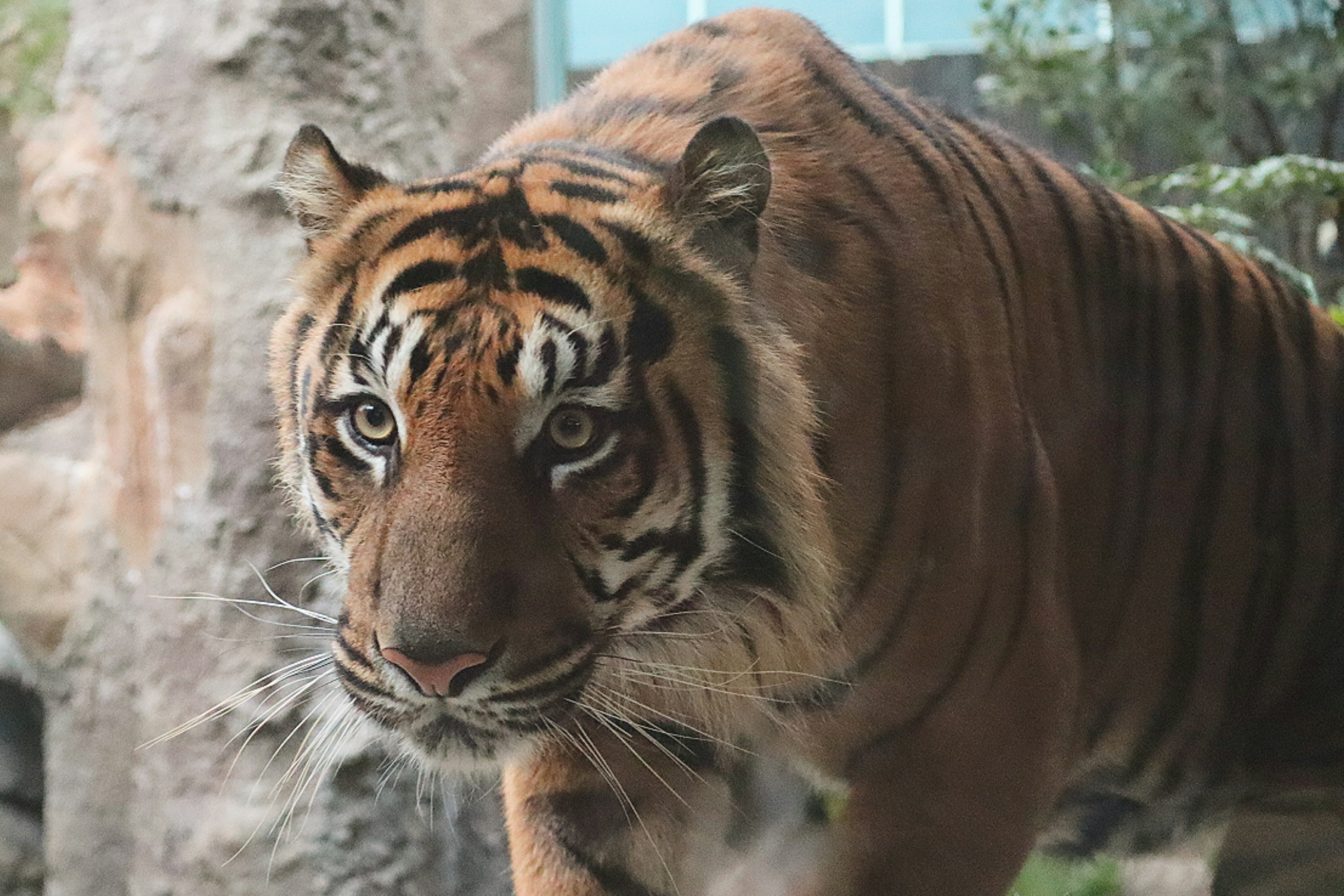 Tiger approaching with a focused expression surrounded by rocks and plants