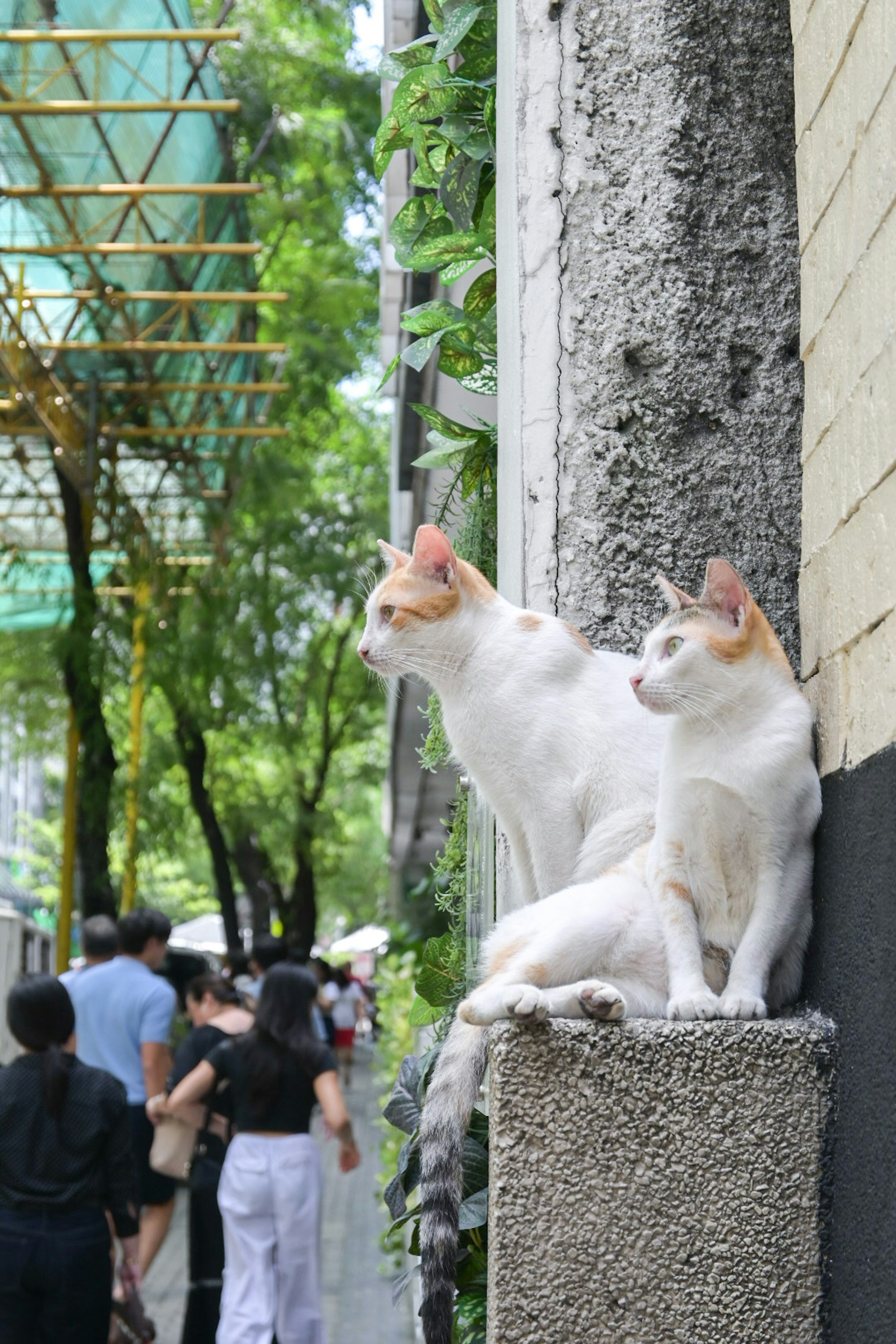 二匹の白い猫が壁の上に座っている周囲に人々が行き交う風景