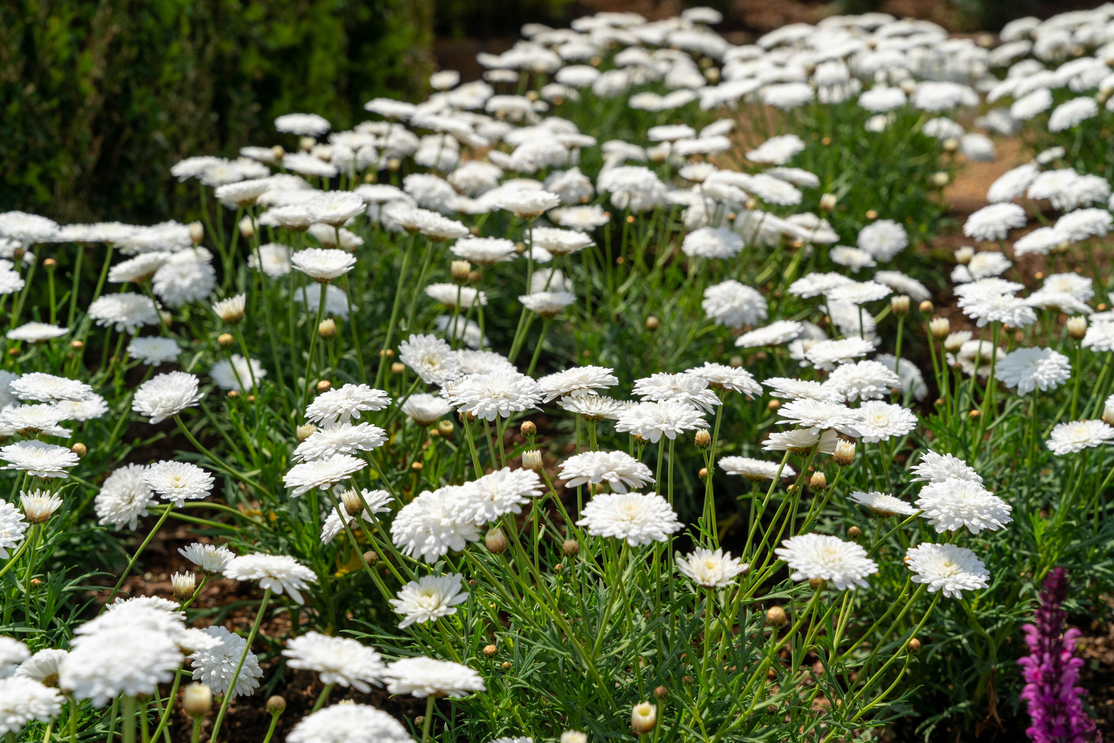 A garden scene filled with blooming white flowers